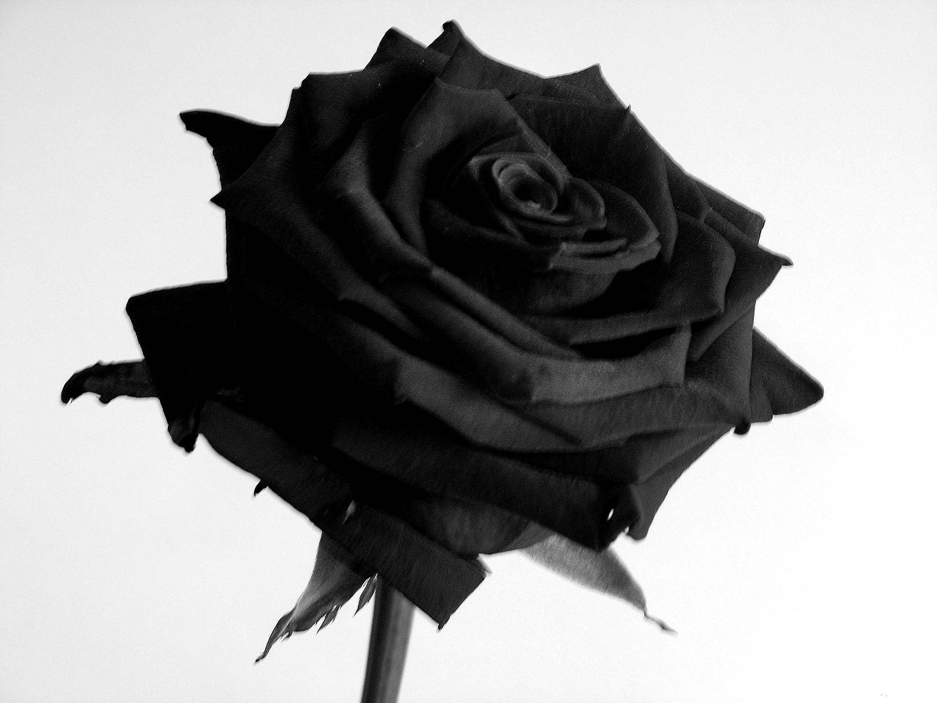 3072X2304 Black Rose Wallpaper and Background