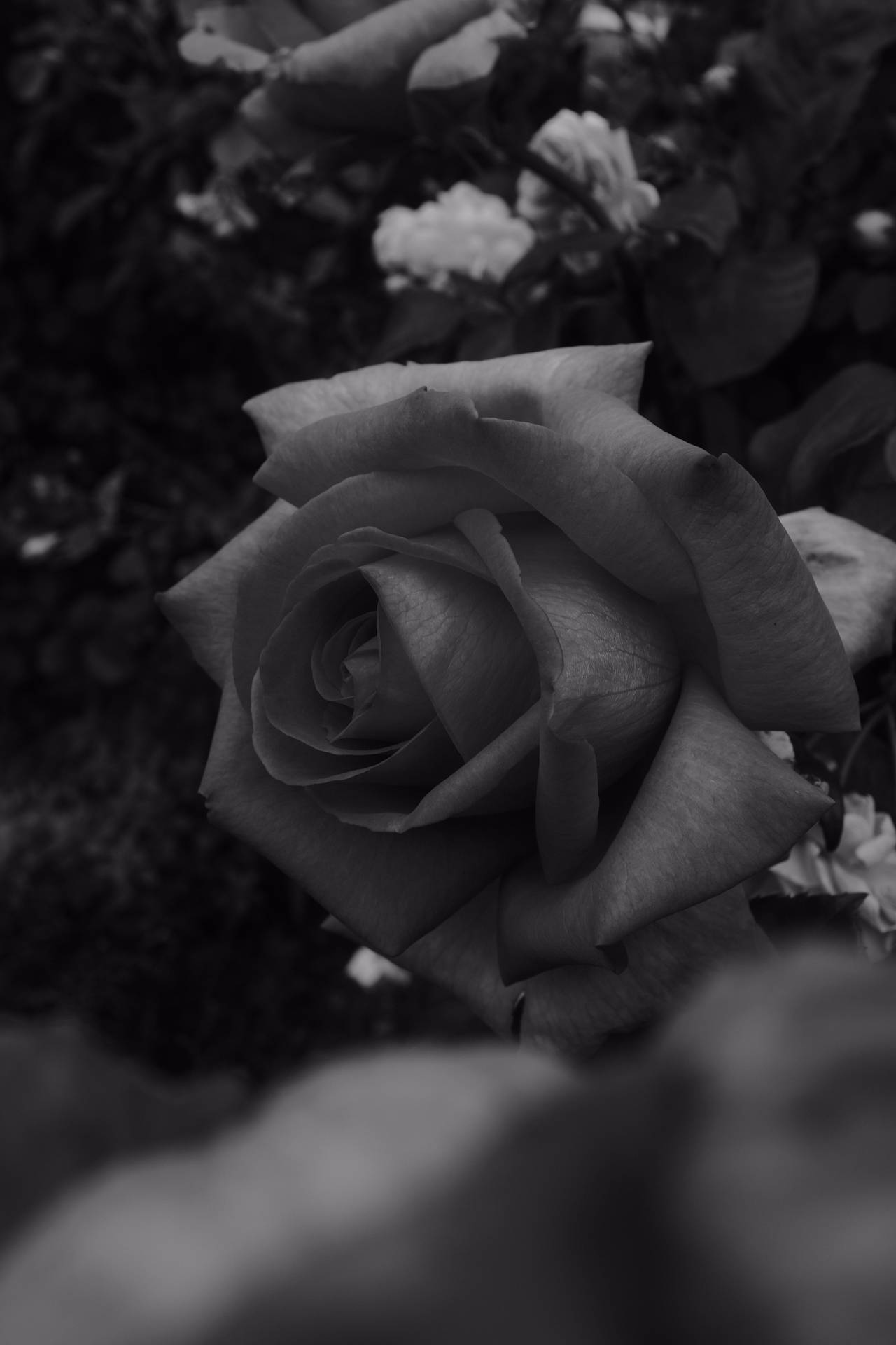 3072X4608 Black Rose Wallpaper and Background