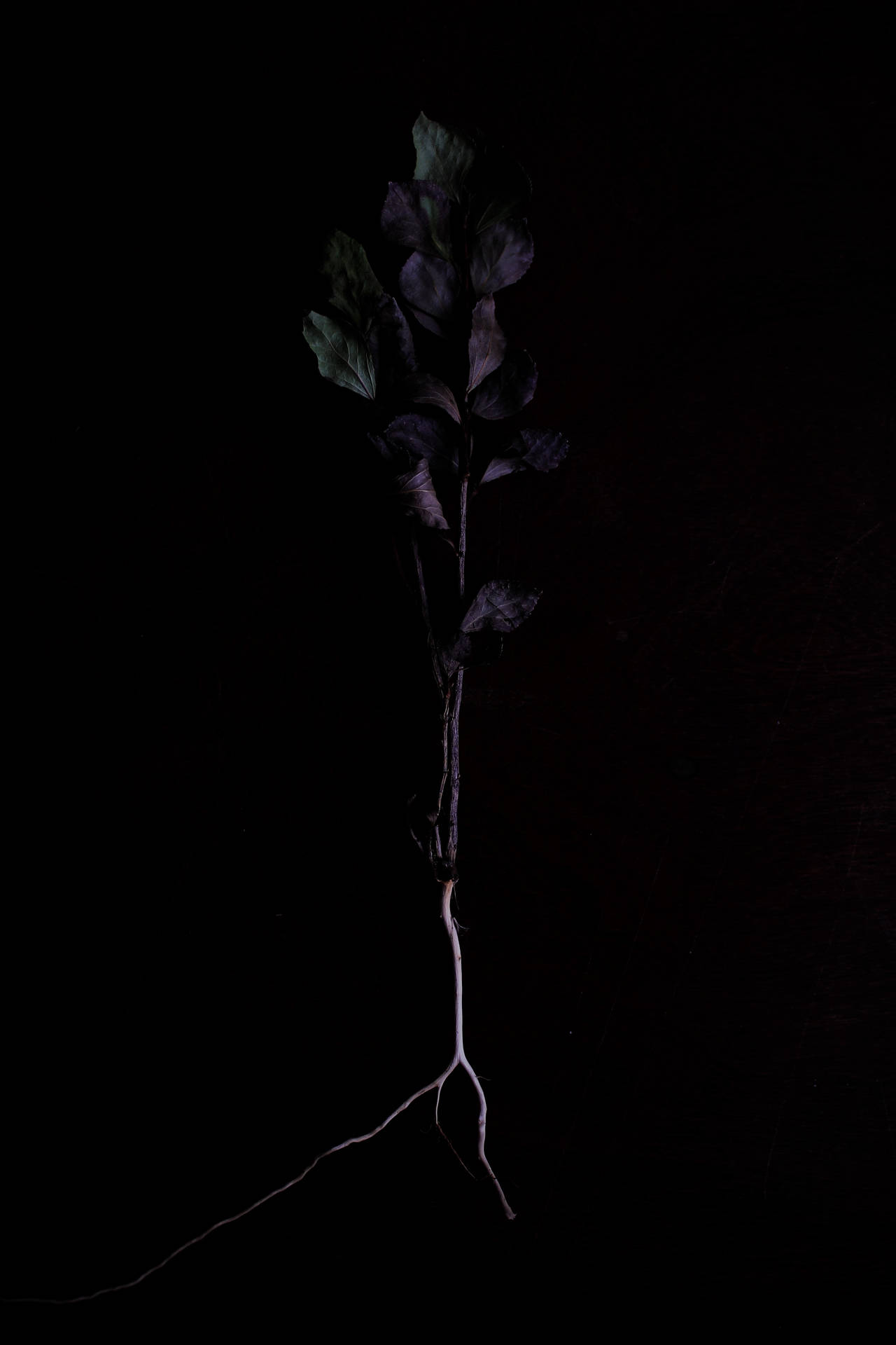 3456X5184 Black Rose Wallpaper and Background