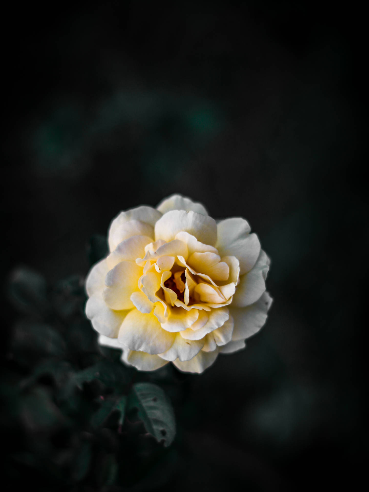 3490X4649 Black Rose Wallpaper and Background