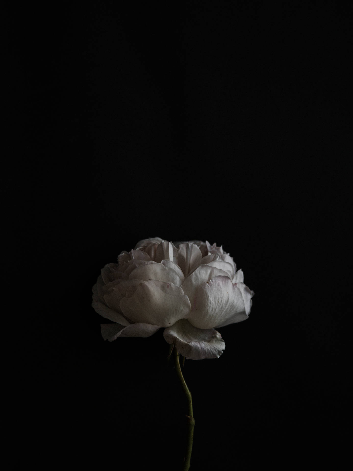 3750X5000 Black Rose Wallpaper and Background