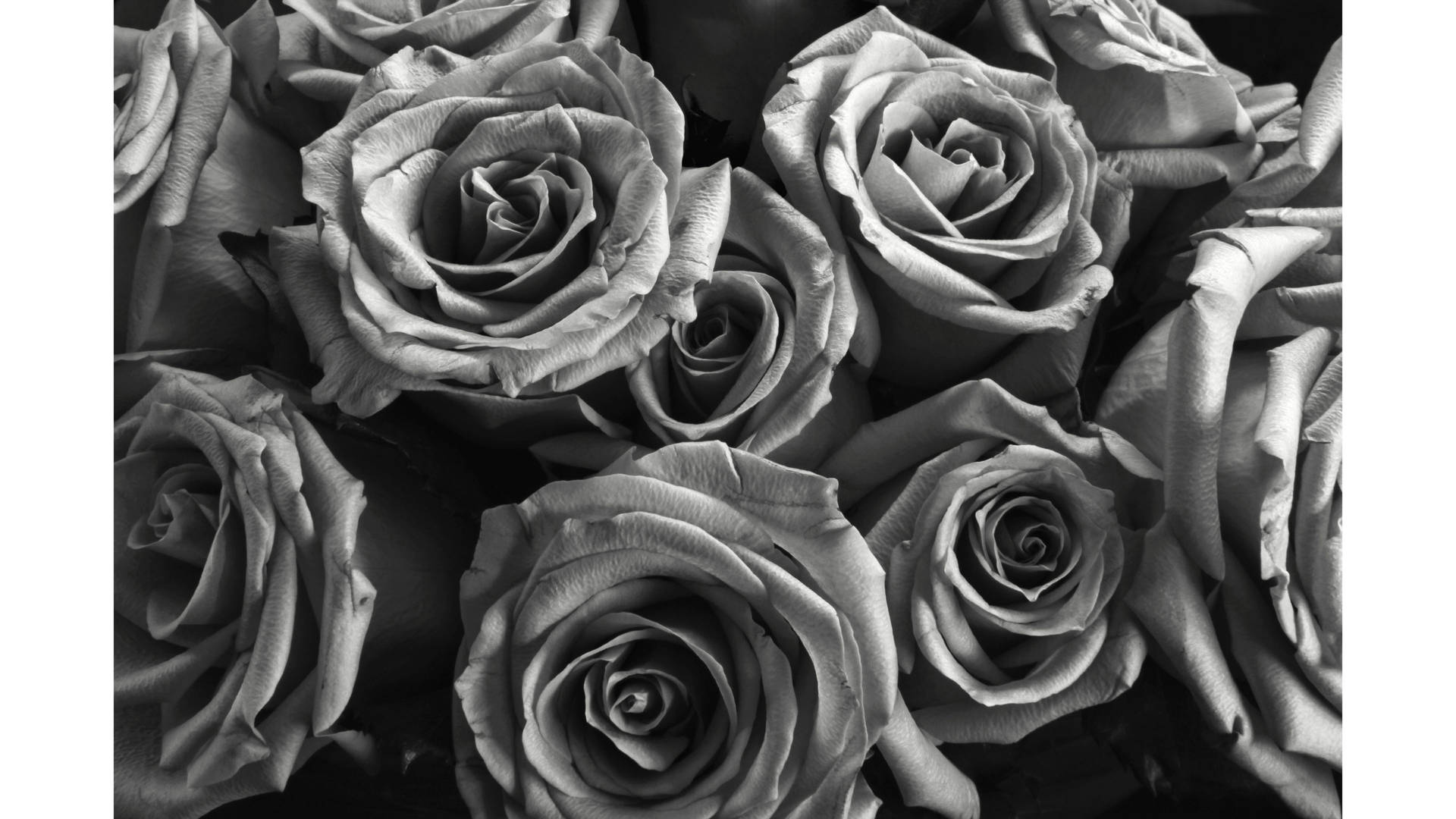 3840X2160 Black Rose Wallpaper and Background