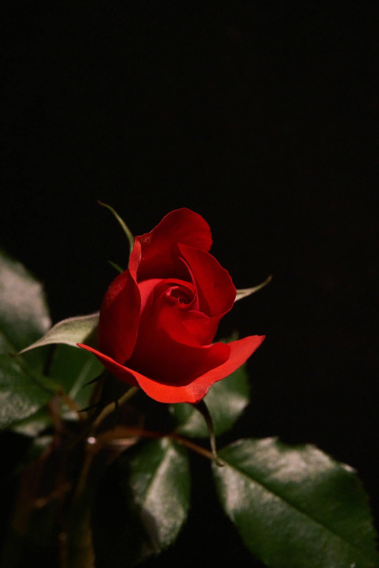 4000X6000 Black Rose Wallpaper and Background