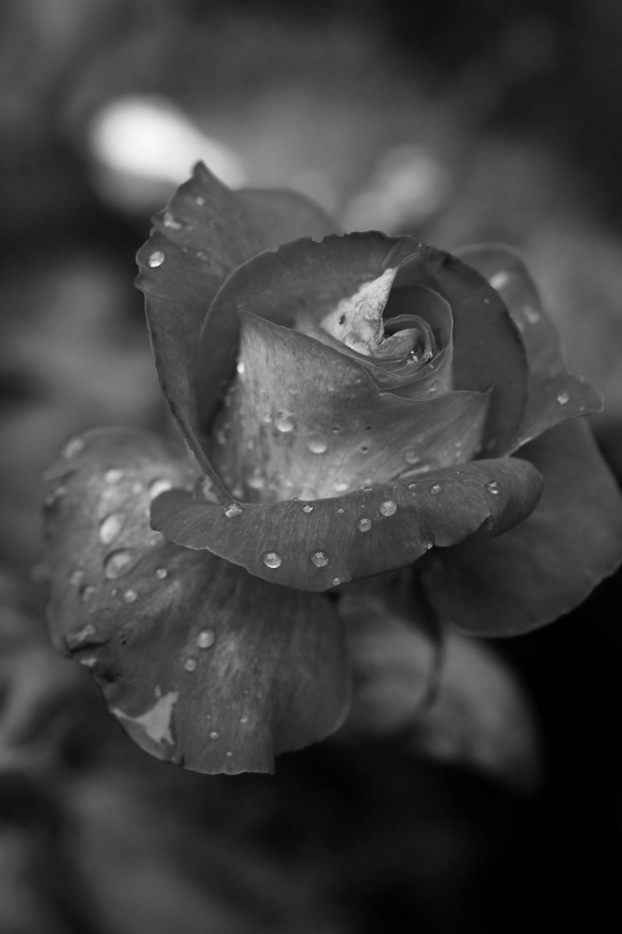 4032X6048 Black Rose Wallpaper and Background
