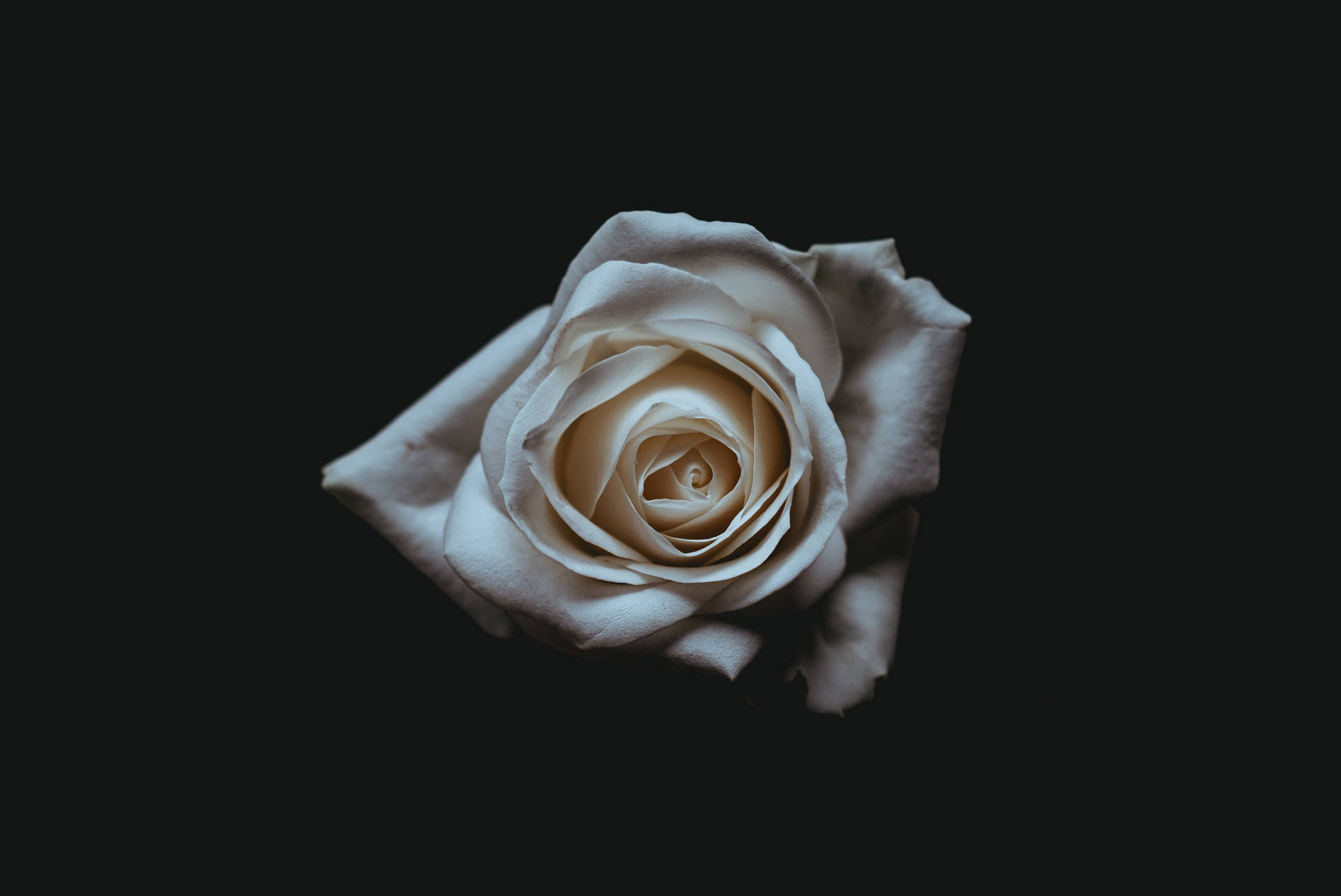 4539X3033 Black Rose Wallpaper and Background