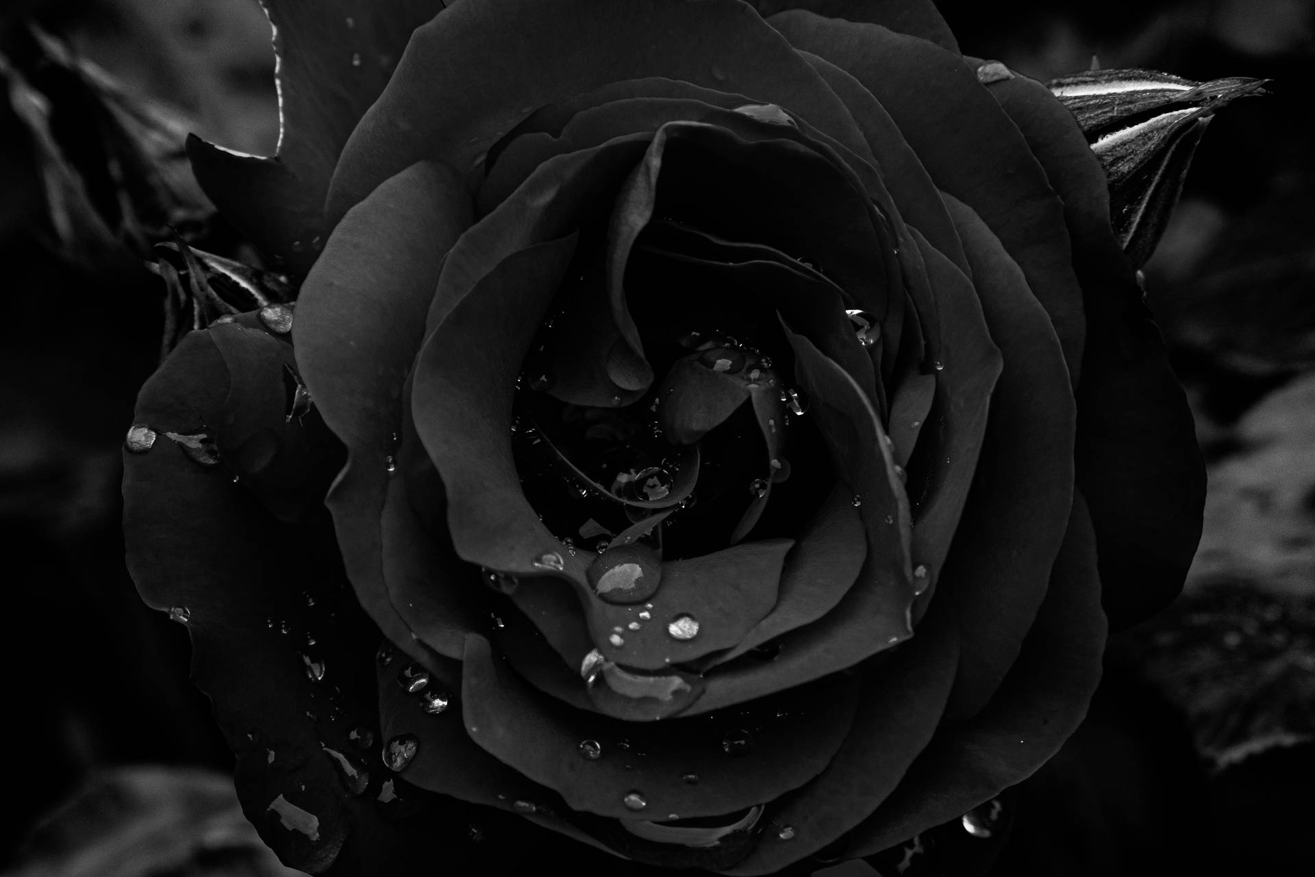 4592X3064 Black Rose Wallpaper and Background