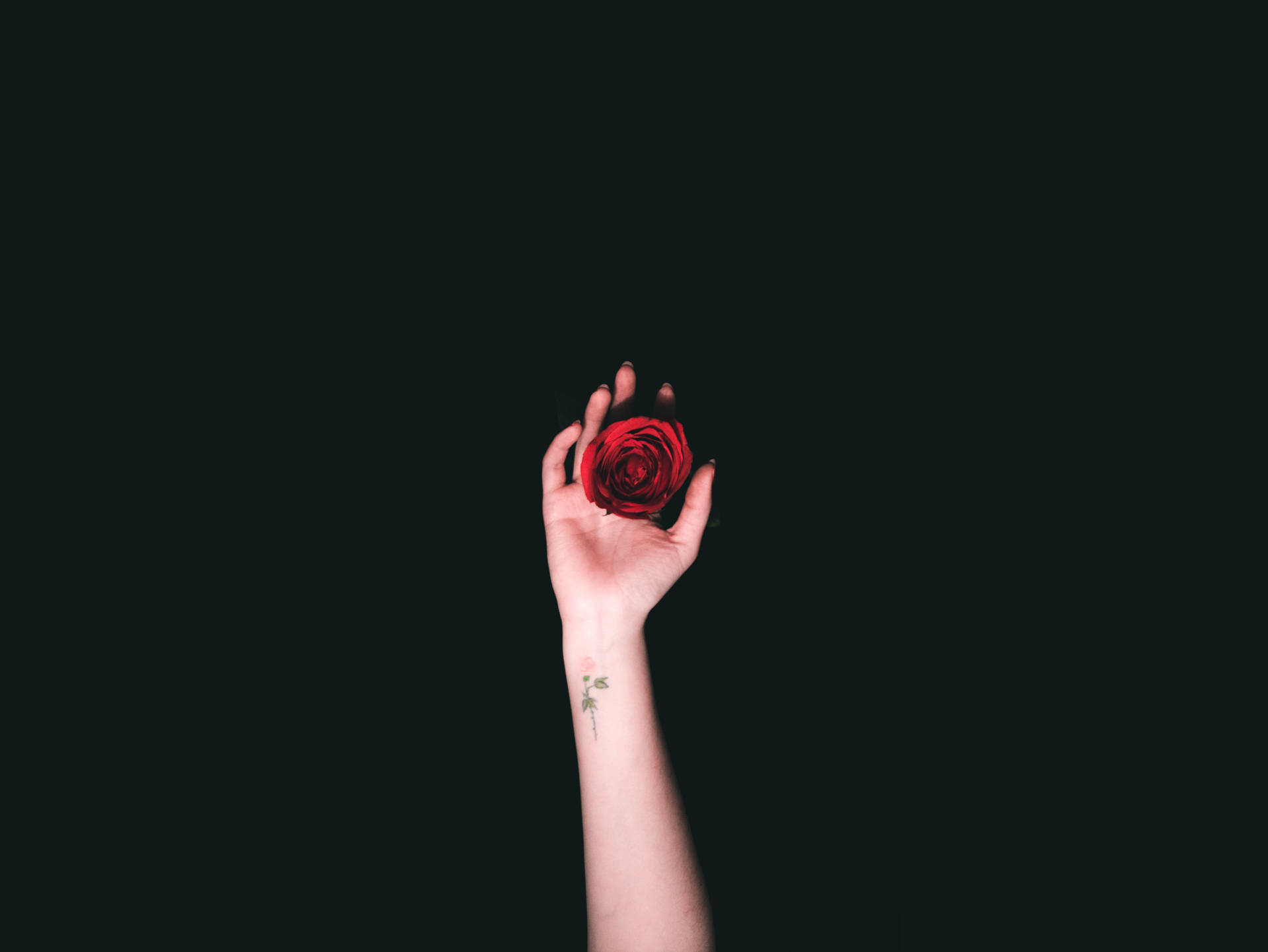 4592X3448 Black Rose Wallpaper and Background