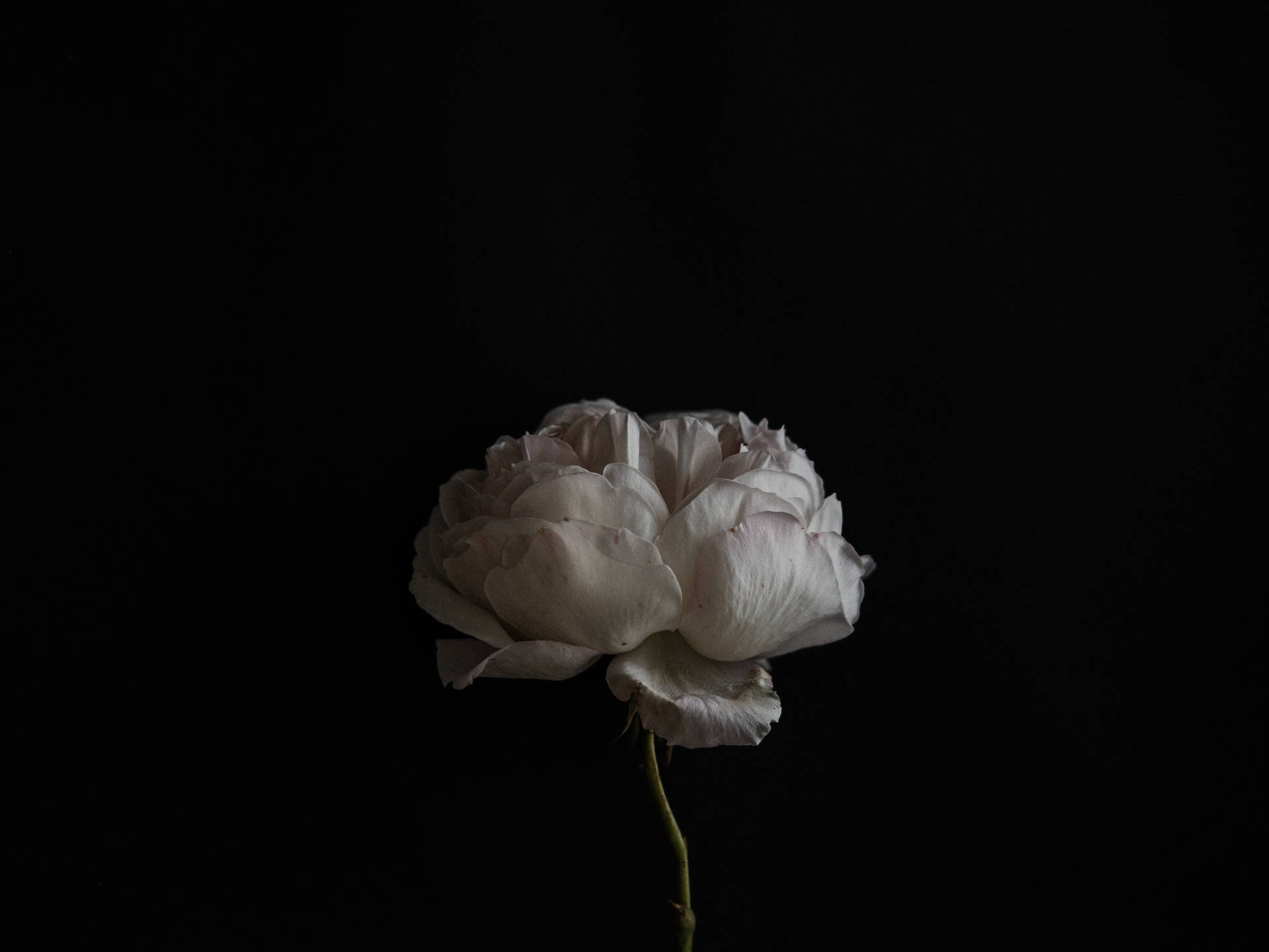 5000X3750 Black Rose Wallpaper and Background