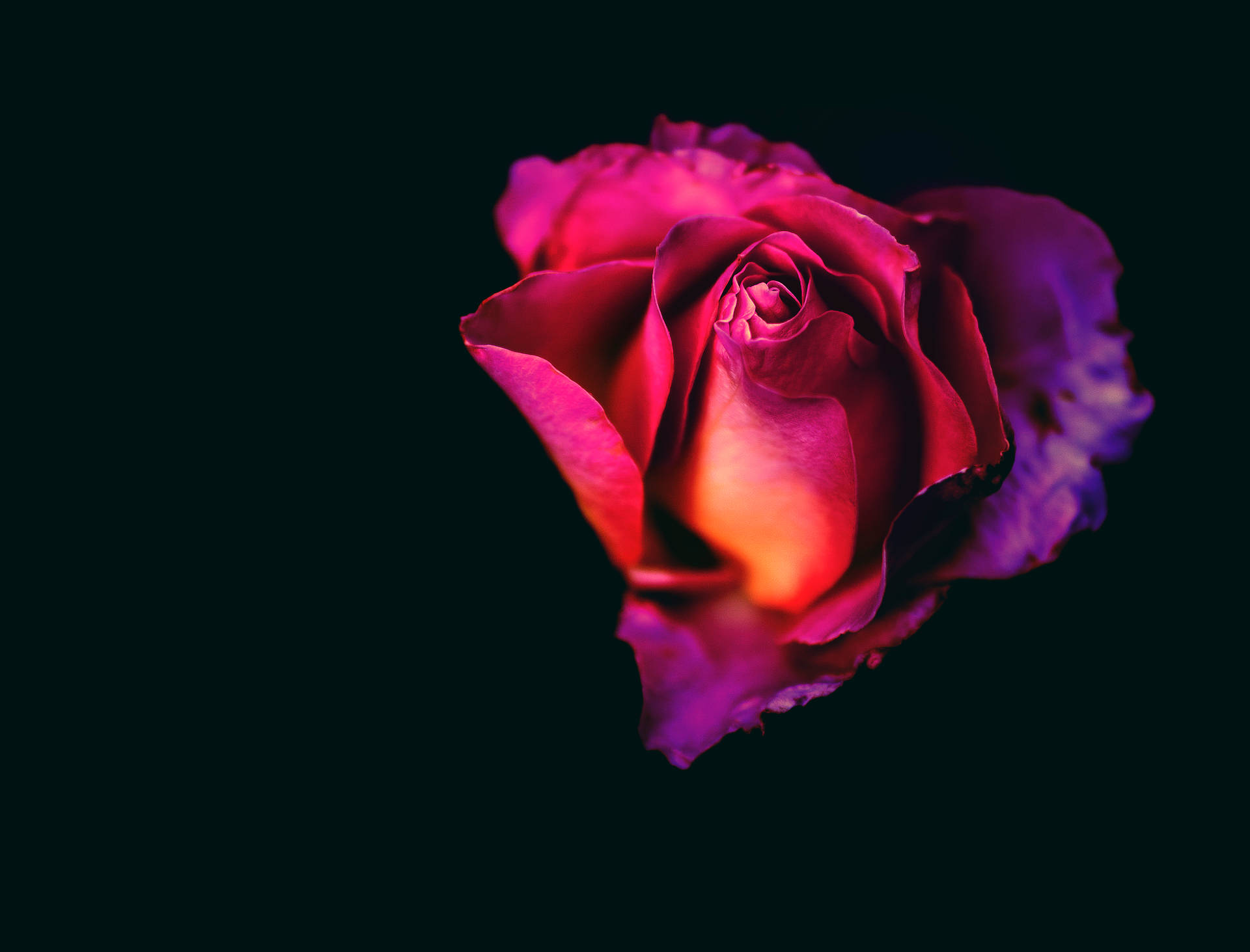 5009X3816 Black Rose Wallpaper and Background