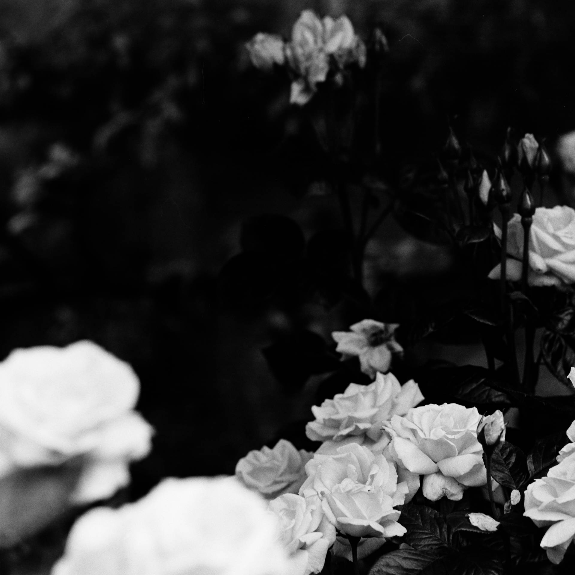 5210X5210 Black Rose Wallpaper and Background