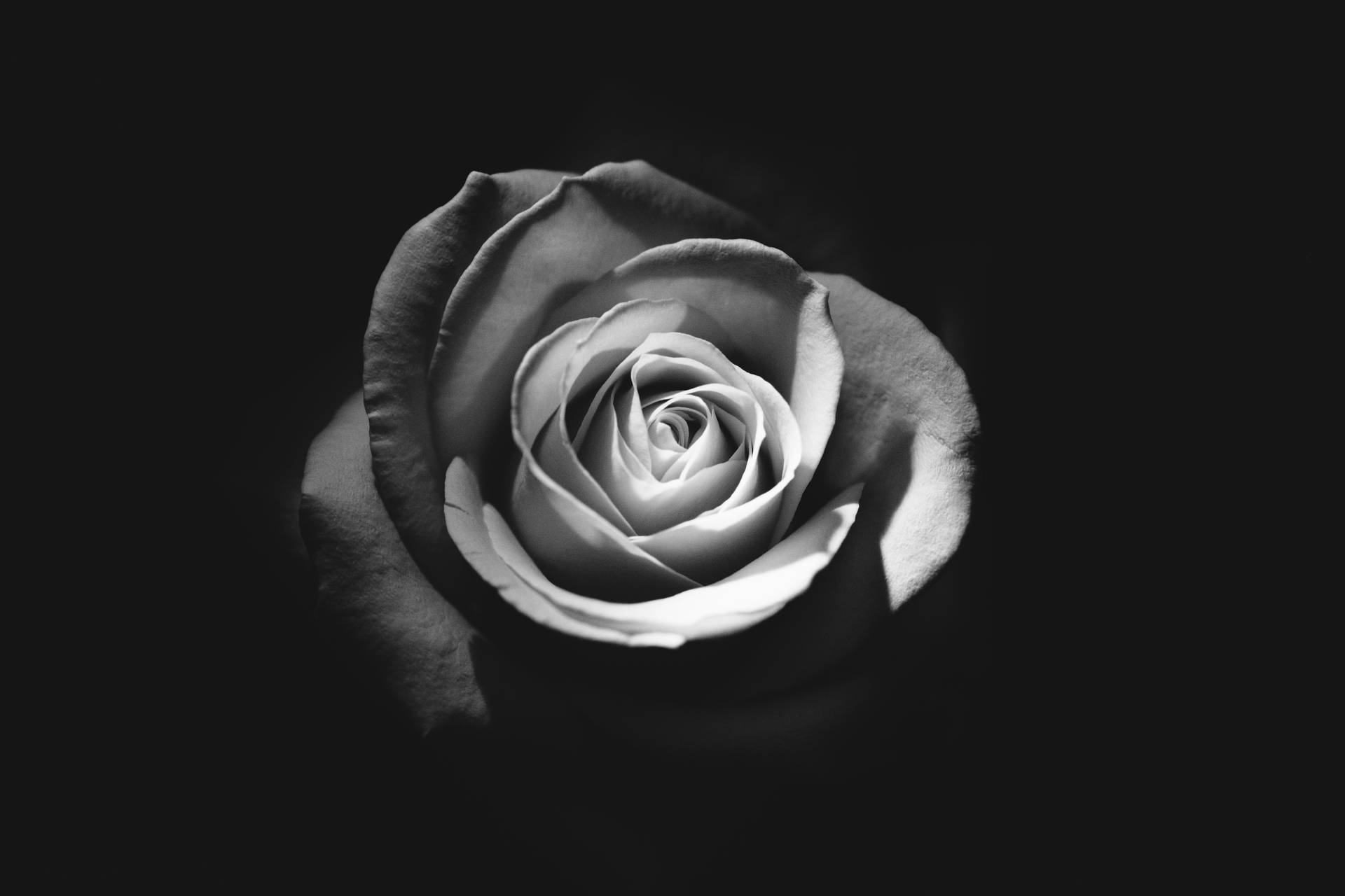 5647X3765 Black Rose Wallpaper and Background