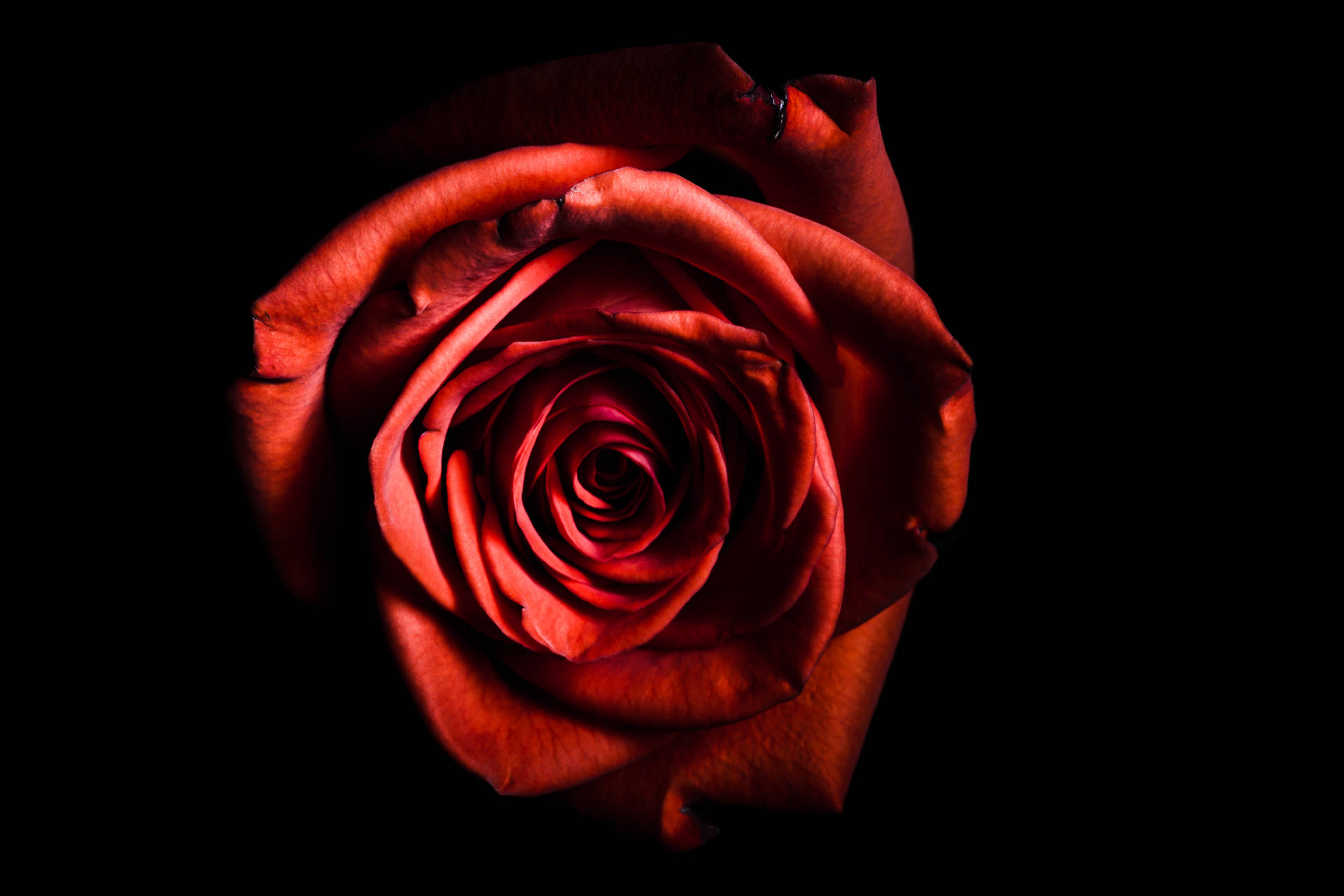 5999X3999 Black Rose Wallpaper and Background