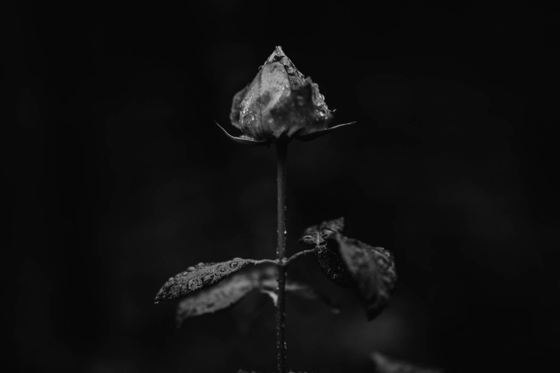 6000X4000 Black Rose Wallpaper and Background