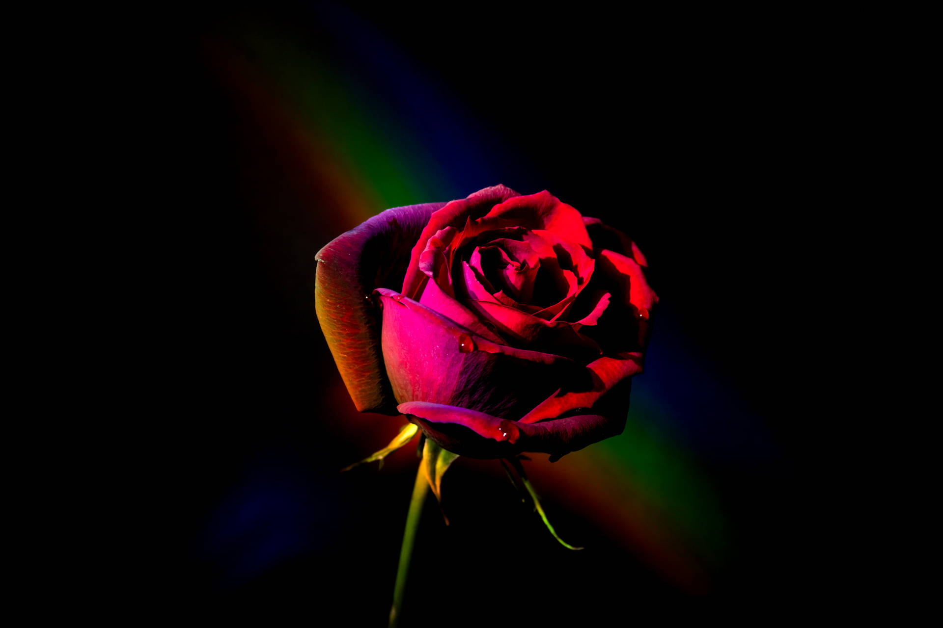 6000X4000 Black Rose Wallpaper and Background