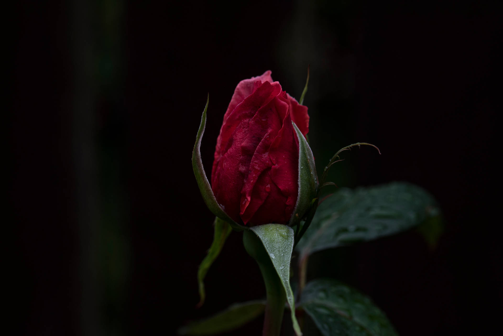 6016X4016 Black Rose Wallpaper and Background