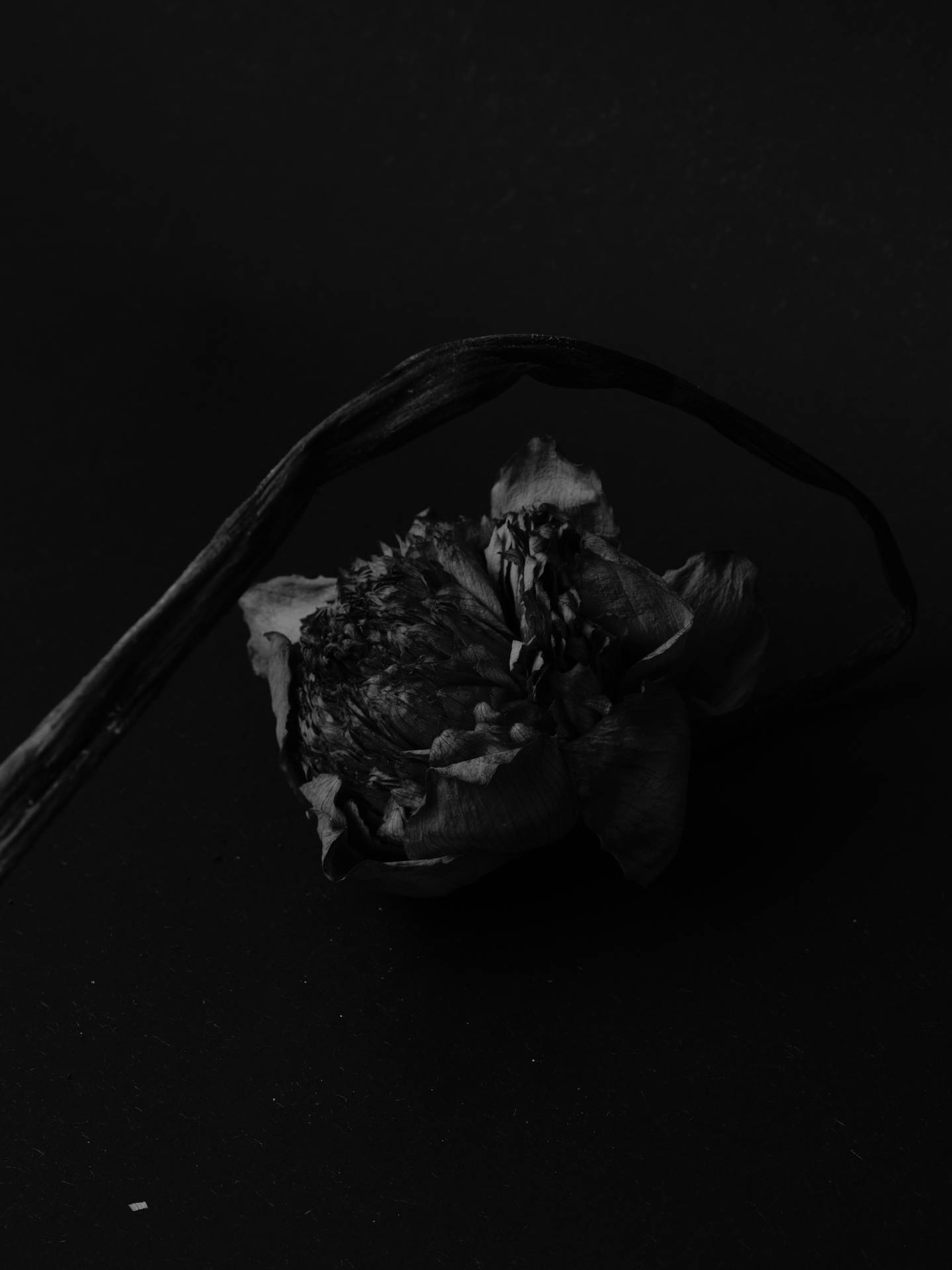 6200X8272 Black Rose Wallpaper and Background