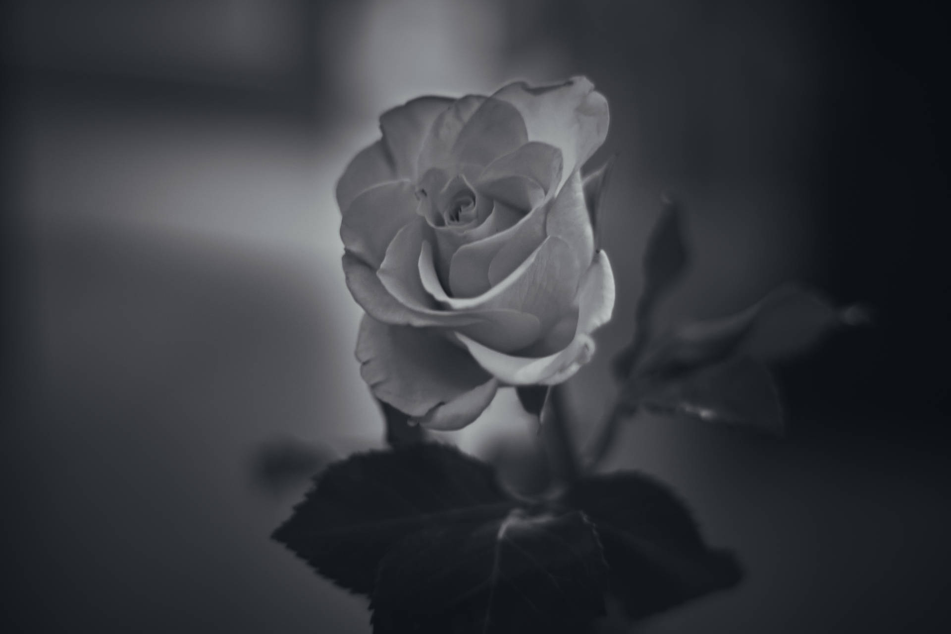 6240X4160 Black Rose Wallpaper and Background