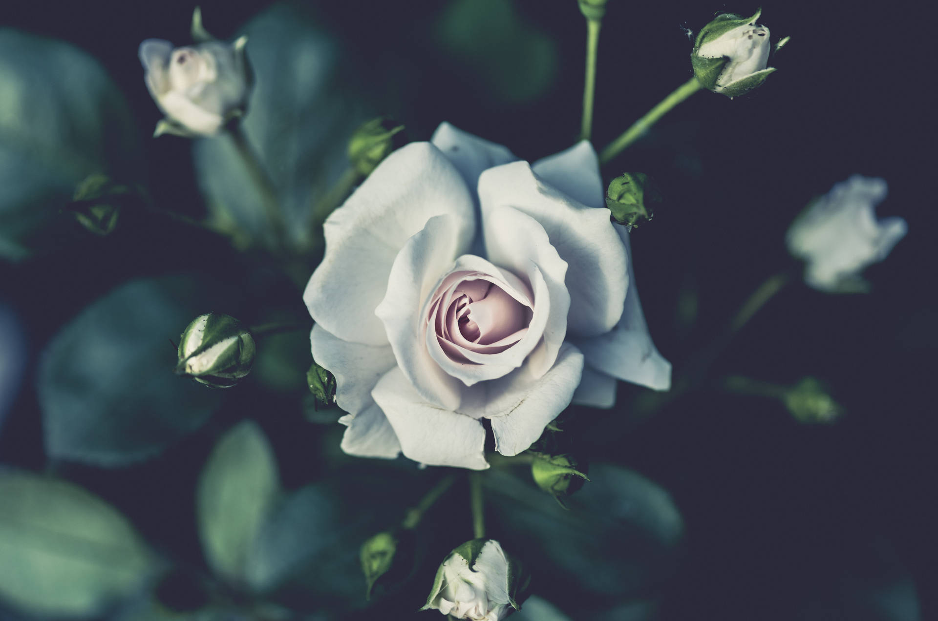 7359X4875 Black Rose Wallpaper and Background