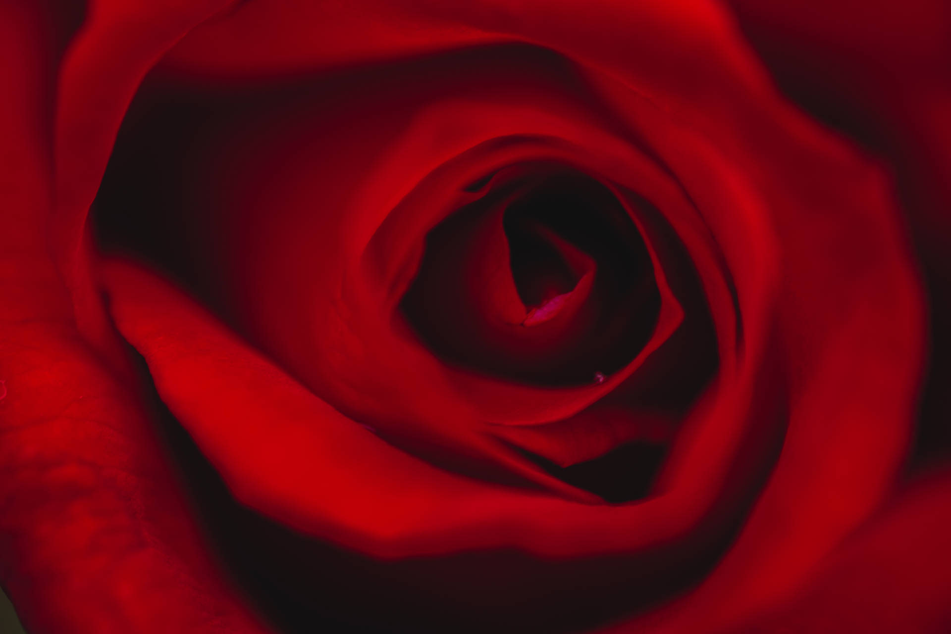 7360X4912 Black Rose Wallpaper and Background