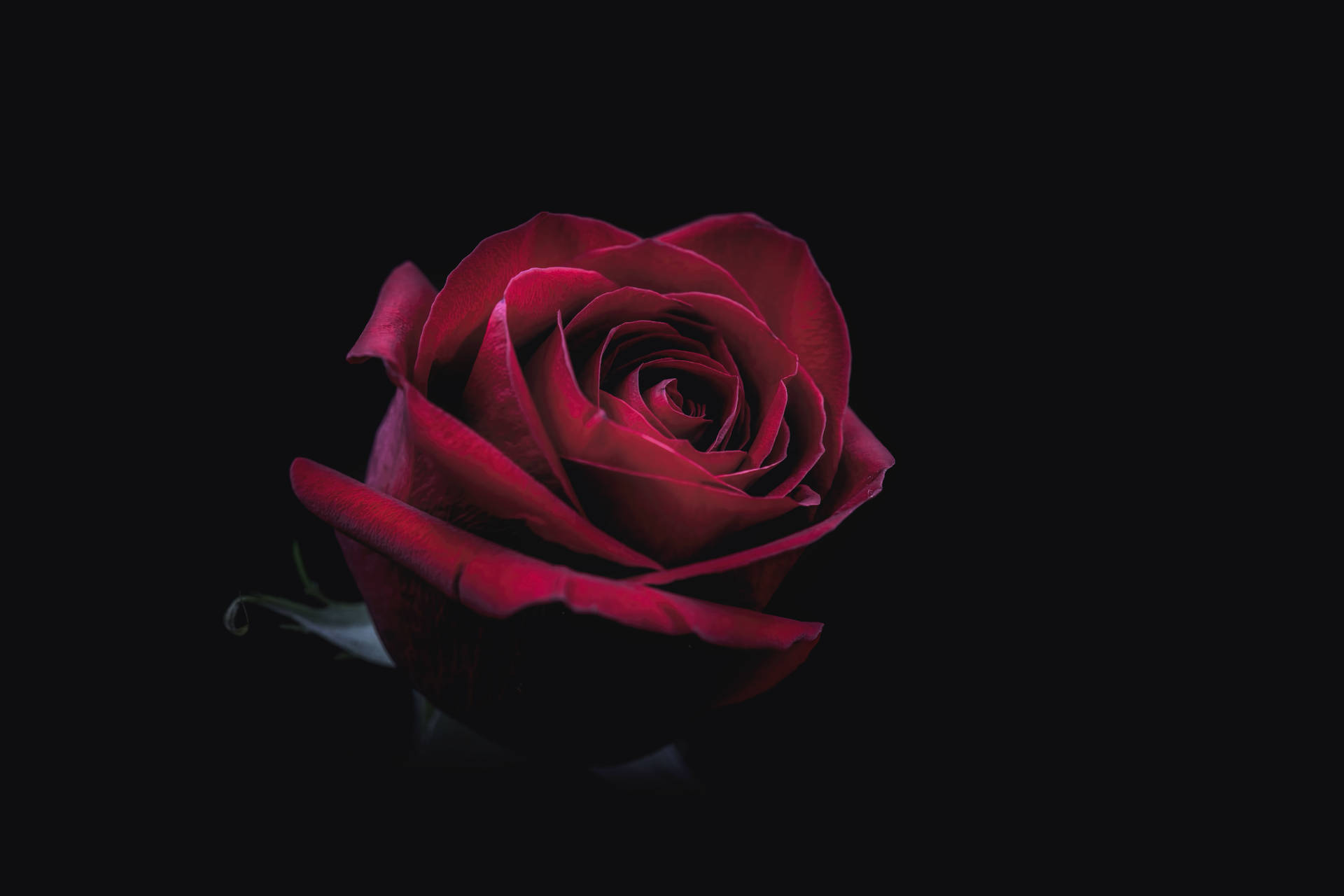 8688X5792 Black Rose Wallpaper and Background