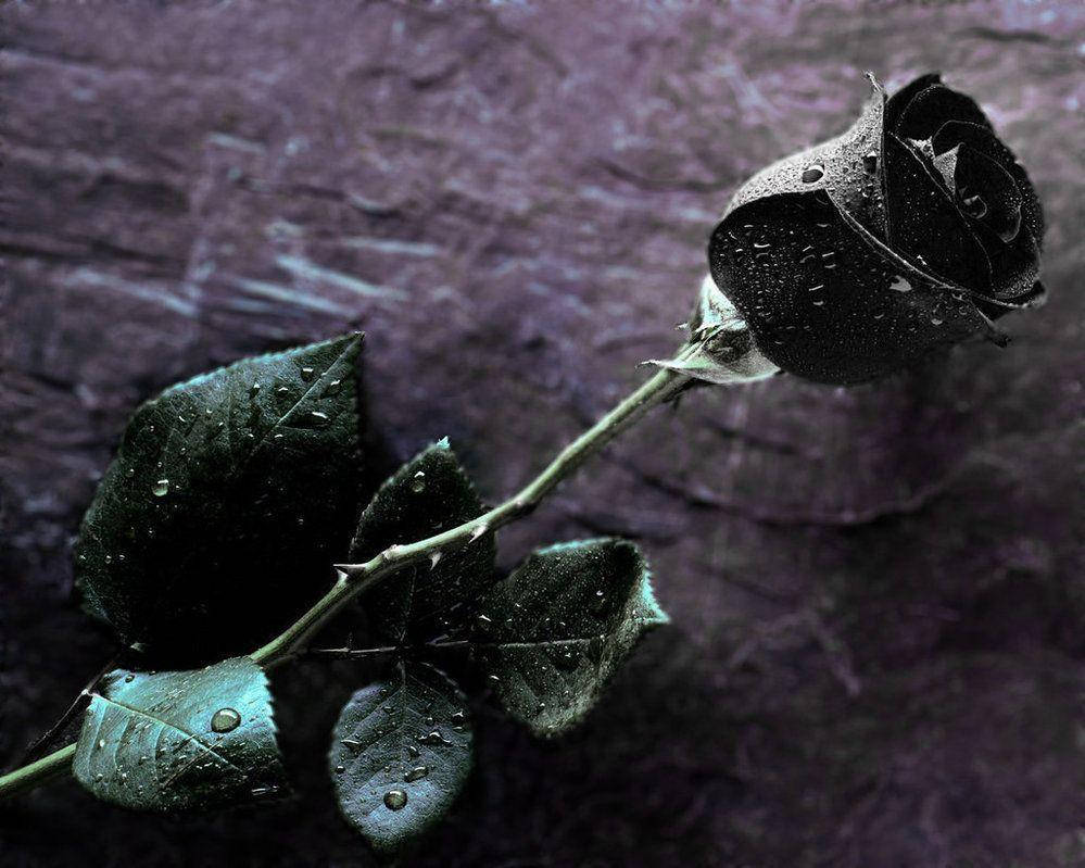 999X799 Black Rose Wallpaper and Background