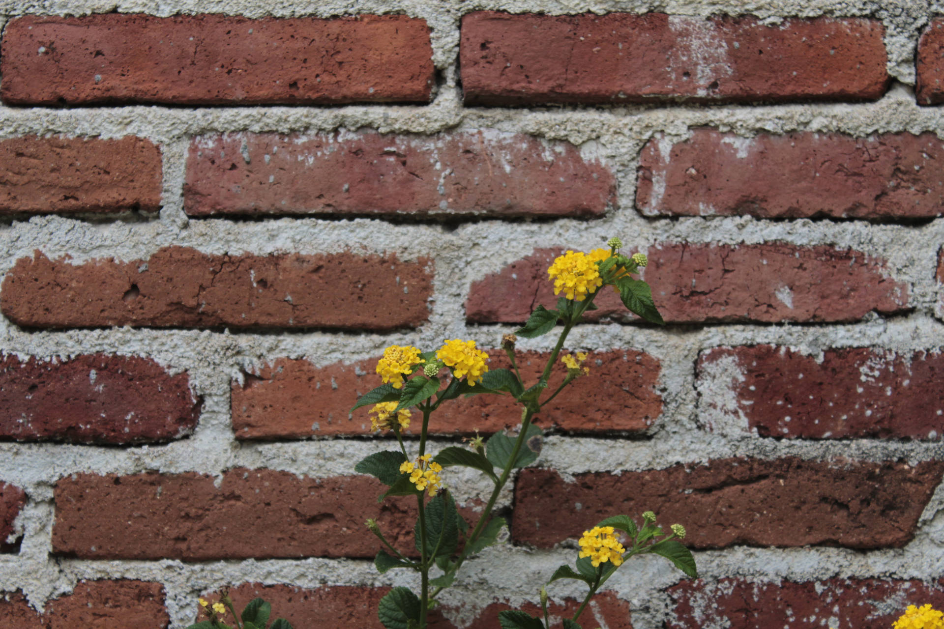 5184X3456 Brick Wallpaper and Background