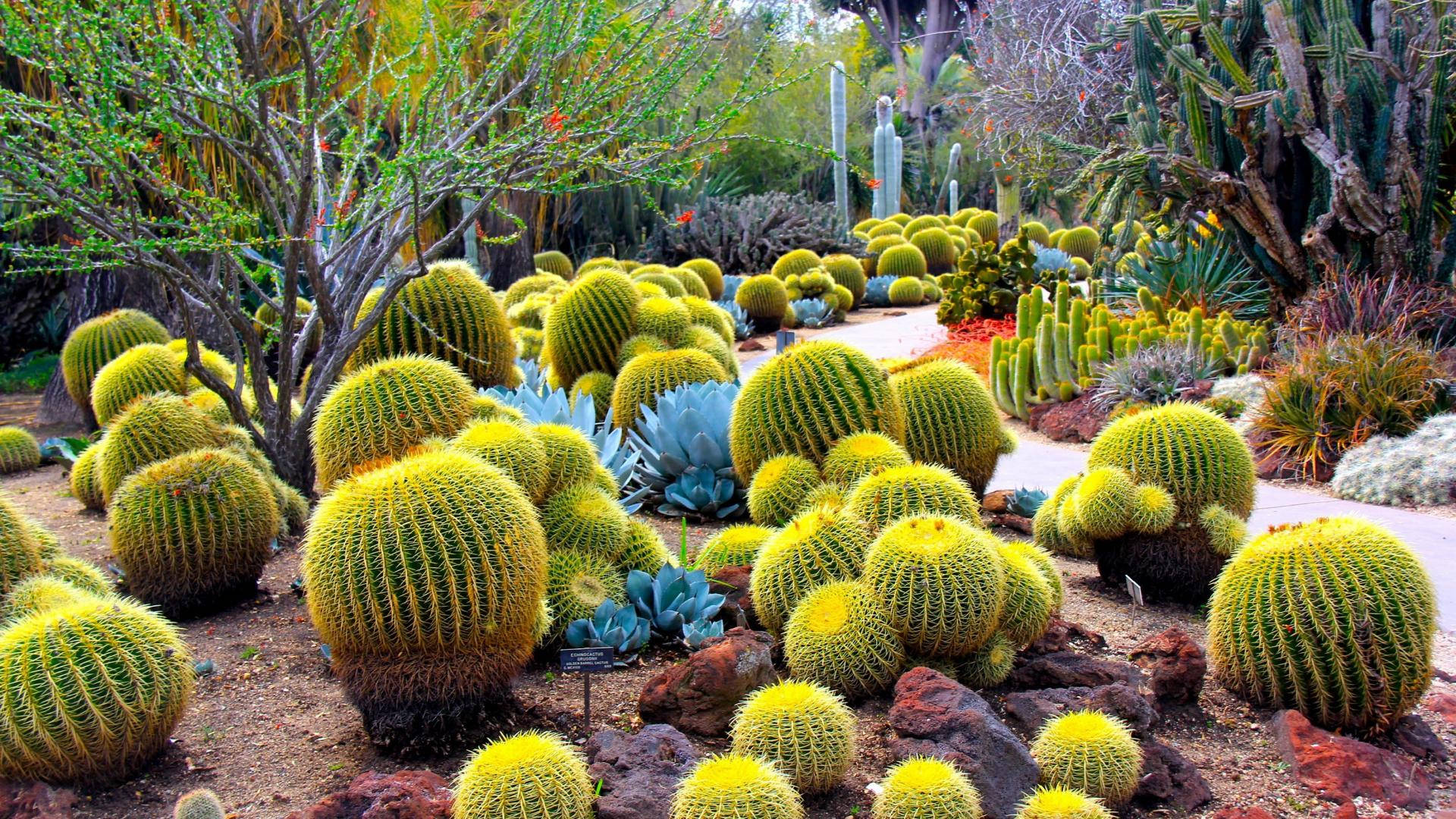 1920X1080 Cactus Wallpaper and Background