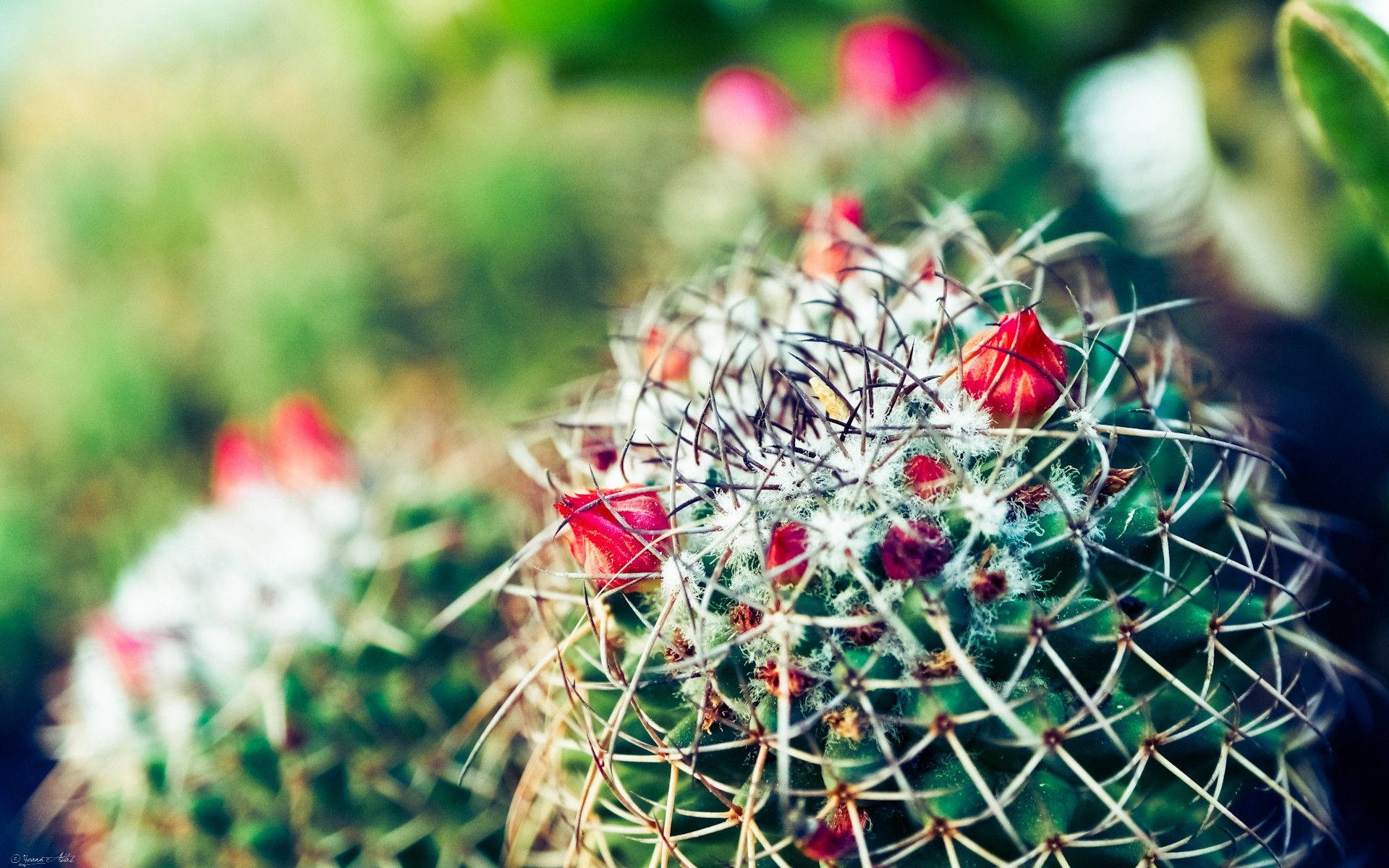 1920X1200 Cactus Wallpaper and Background