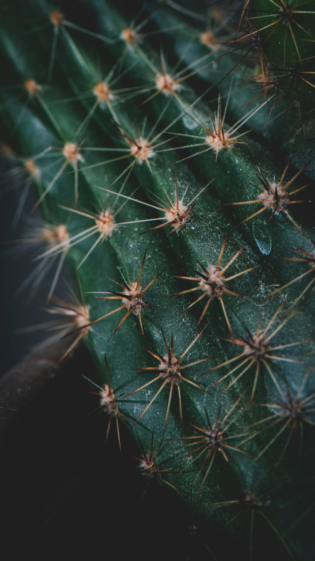 1979X3519 Cactus Wallpaper and Background