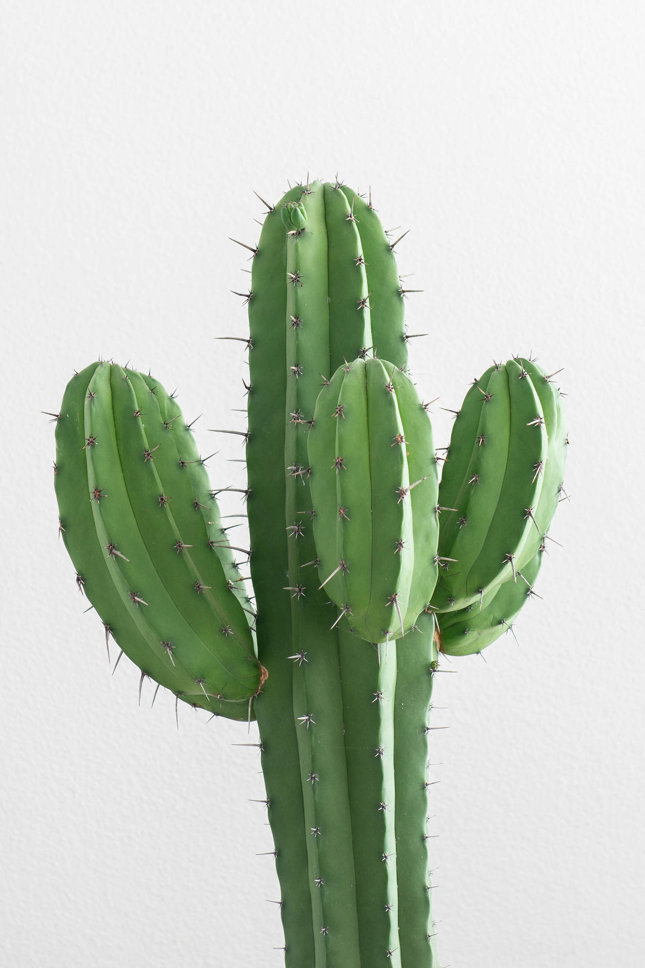 2317X3475 Cactus Wallpaper and Background