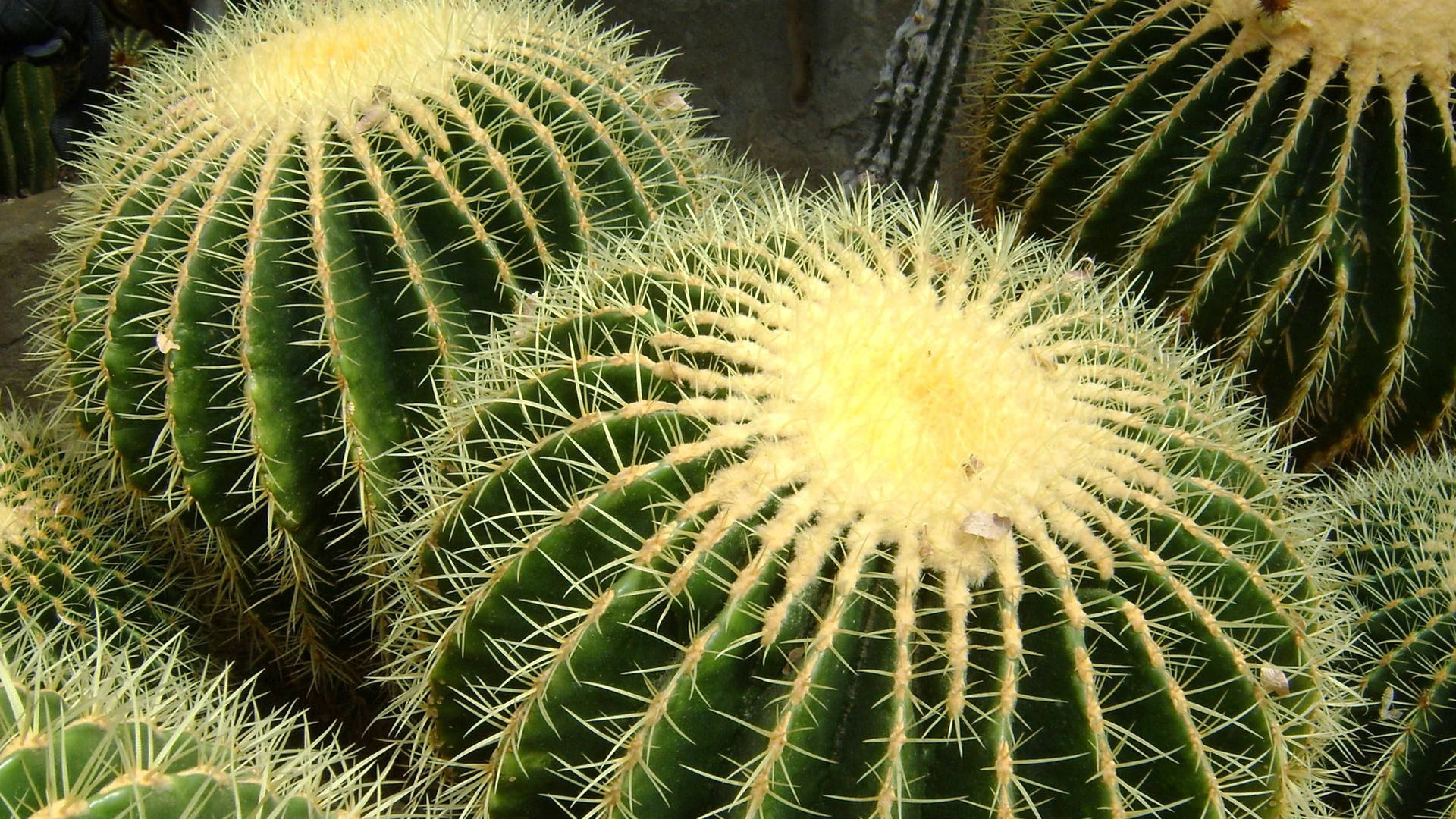 2560X1440 Cactus Wallpaper and Background