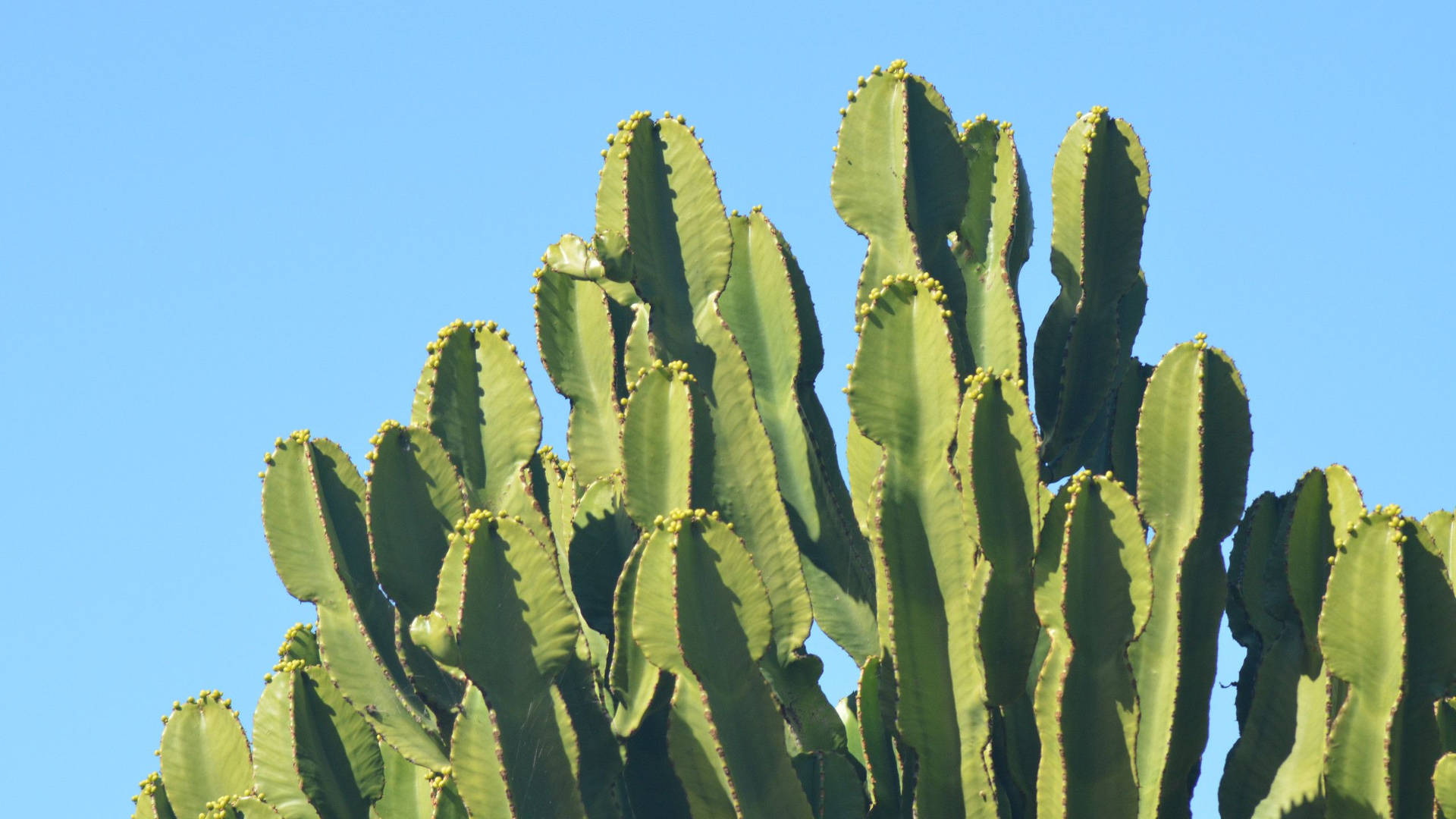 2560X1440 Cactus Wallpaper and Background