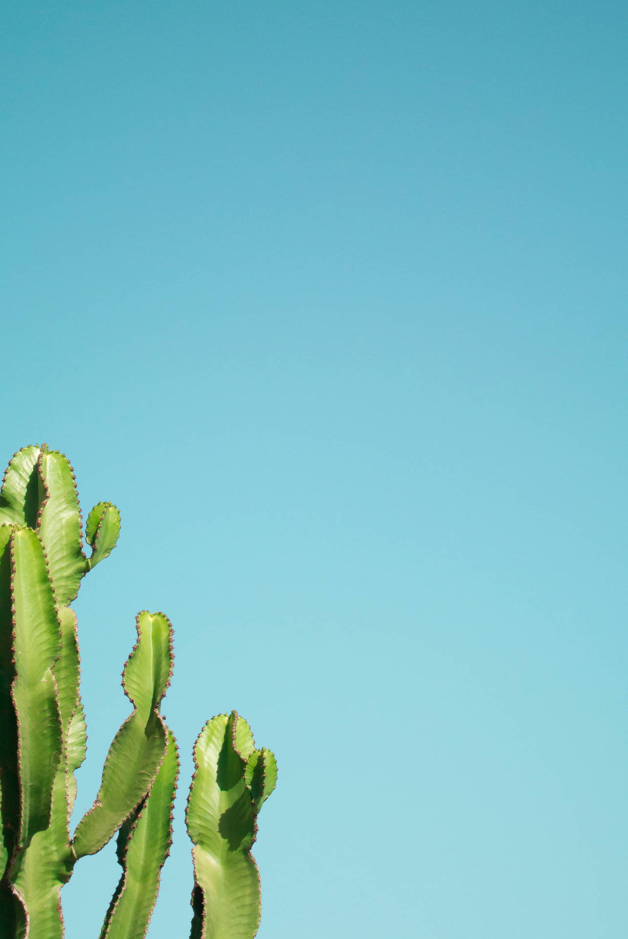 2592X3872 Cactus Wallpaper and Background