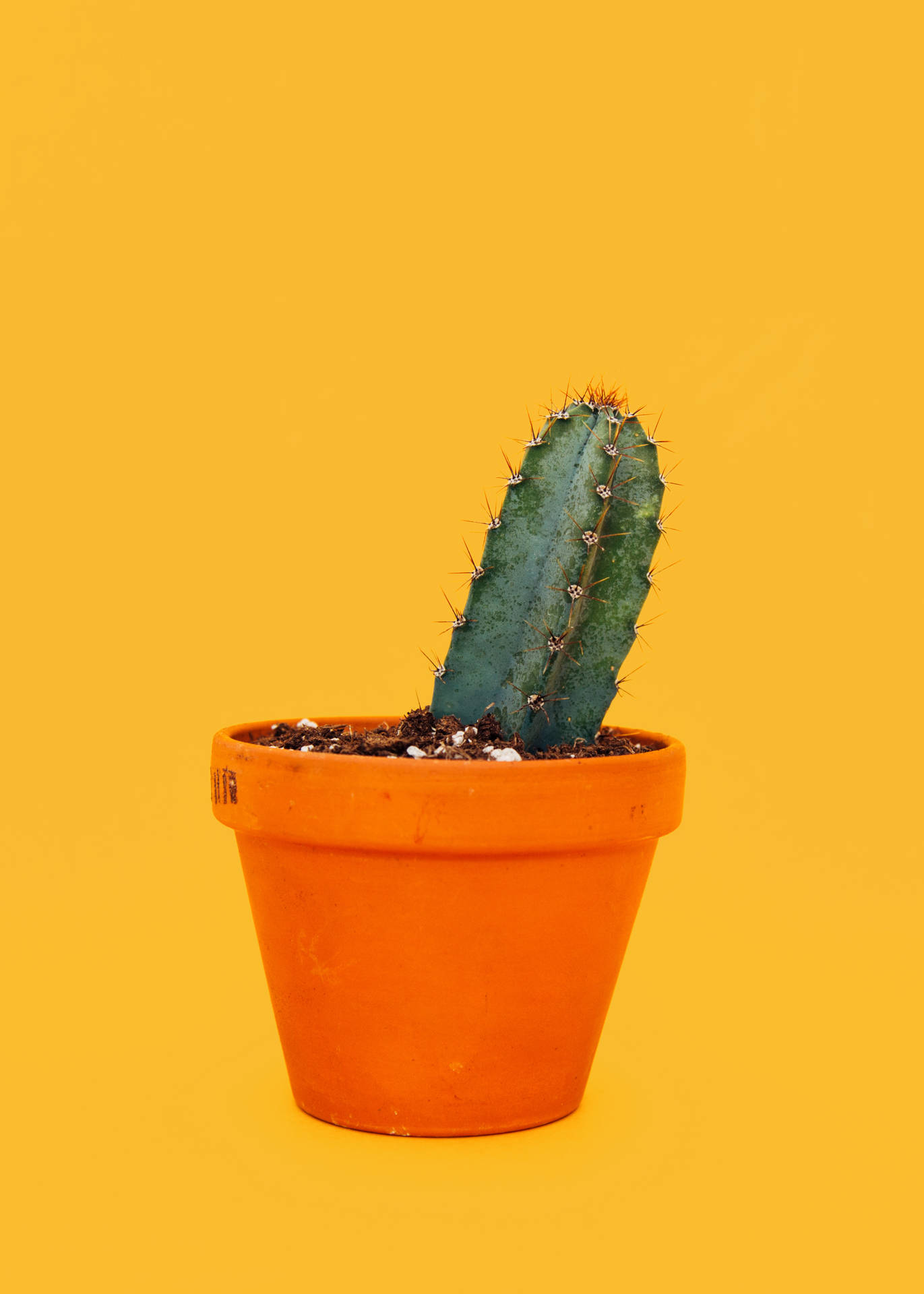 2605X3648 Cactus Wallpaper and Background