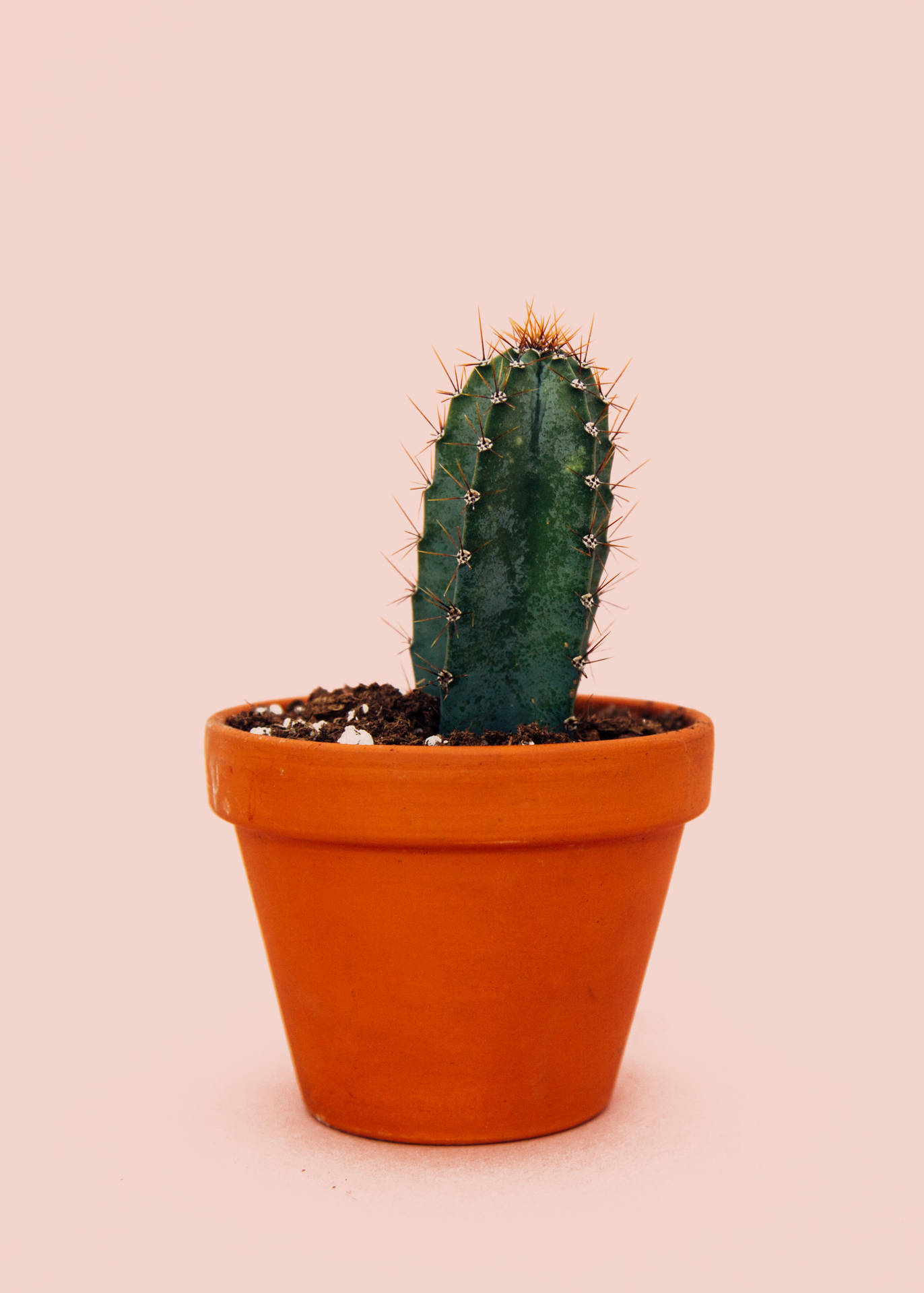 2606X3648 Cactus Wallpaper and Background
