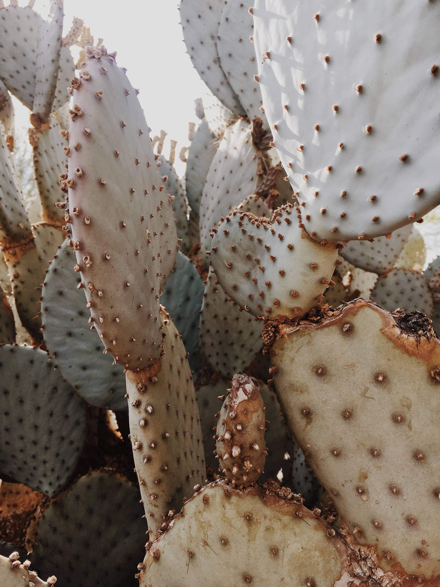 3024X4032 Cactus Wallpaper and Background