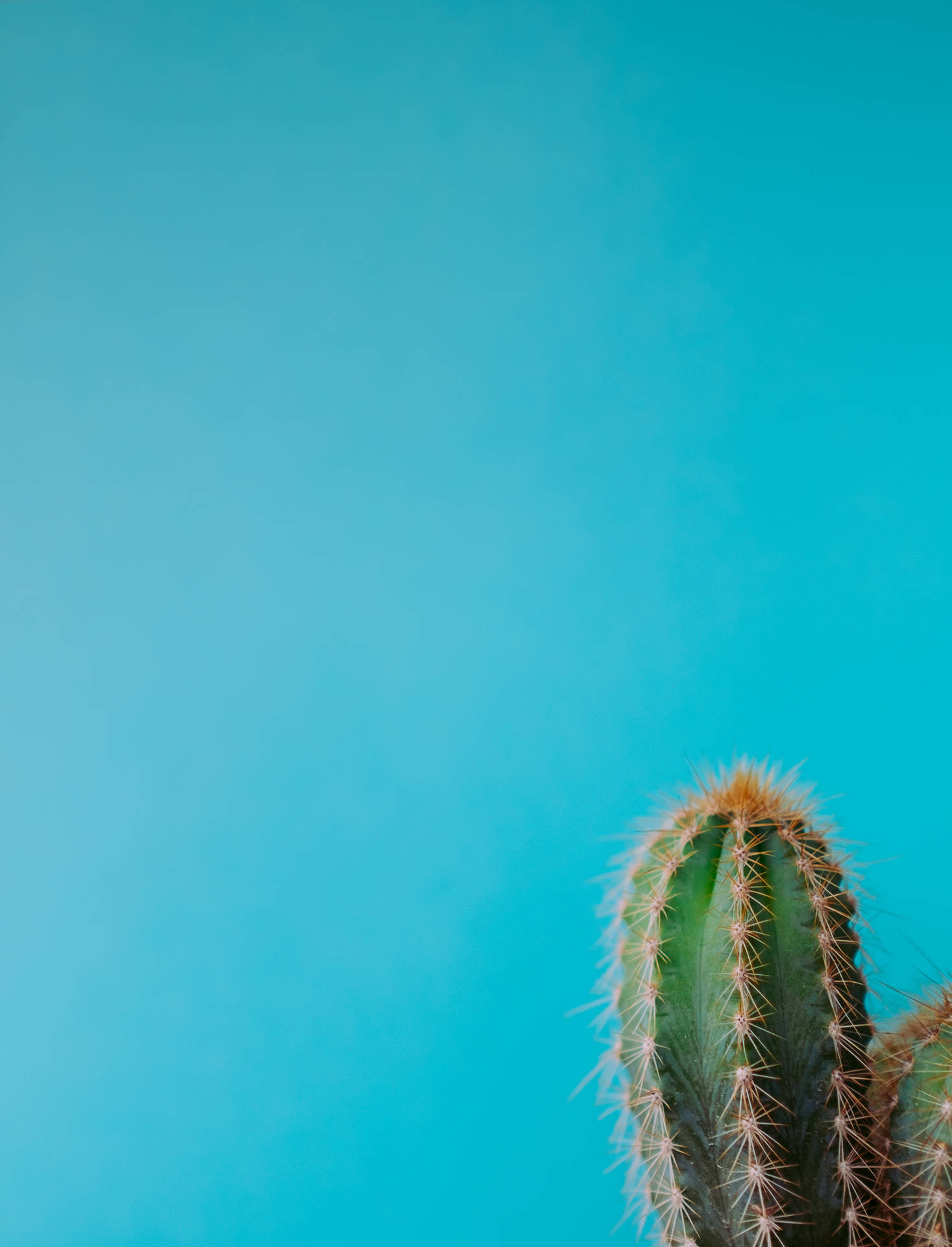 3118X4082 Cactus Wallpaper and Background