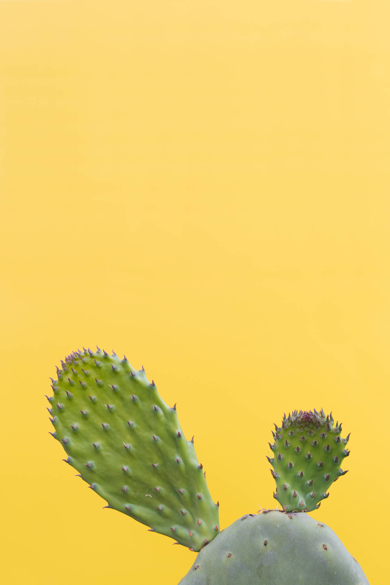 3178X4766 Cactus Wallpaper and Background