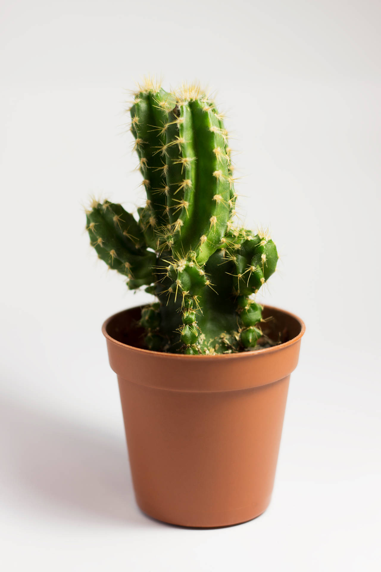 3279X4919 Cactus Wallpaper and Background