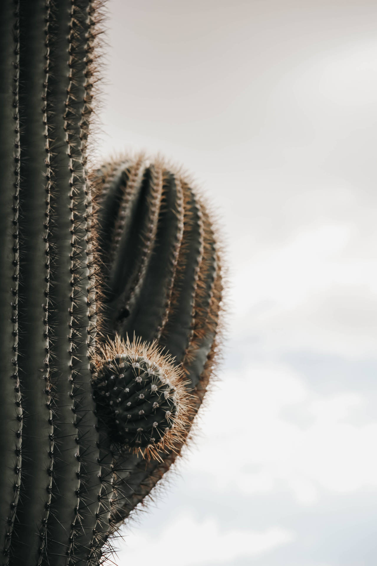 3456X5184 Cactus Wallpaper and Background