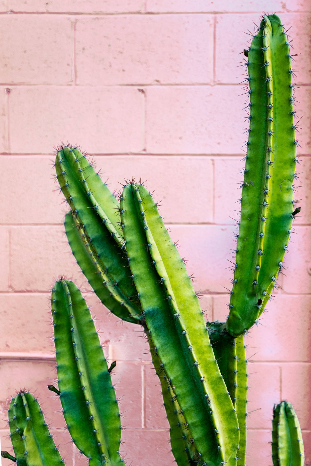 3508X5262 Cactus Wallpaper and Background