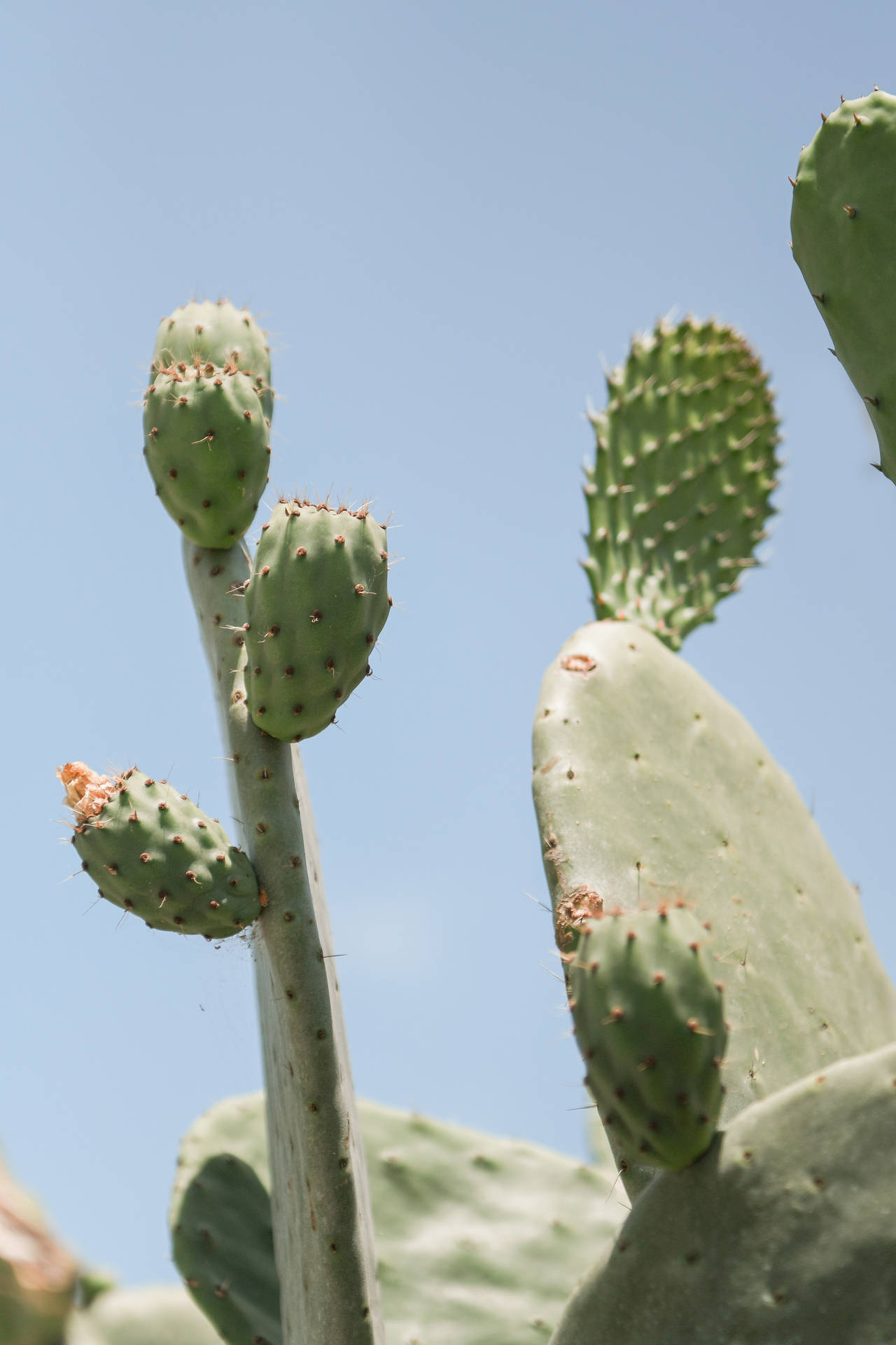 3712X5568 Cactus Wallpaper and Background