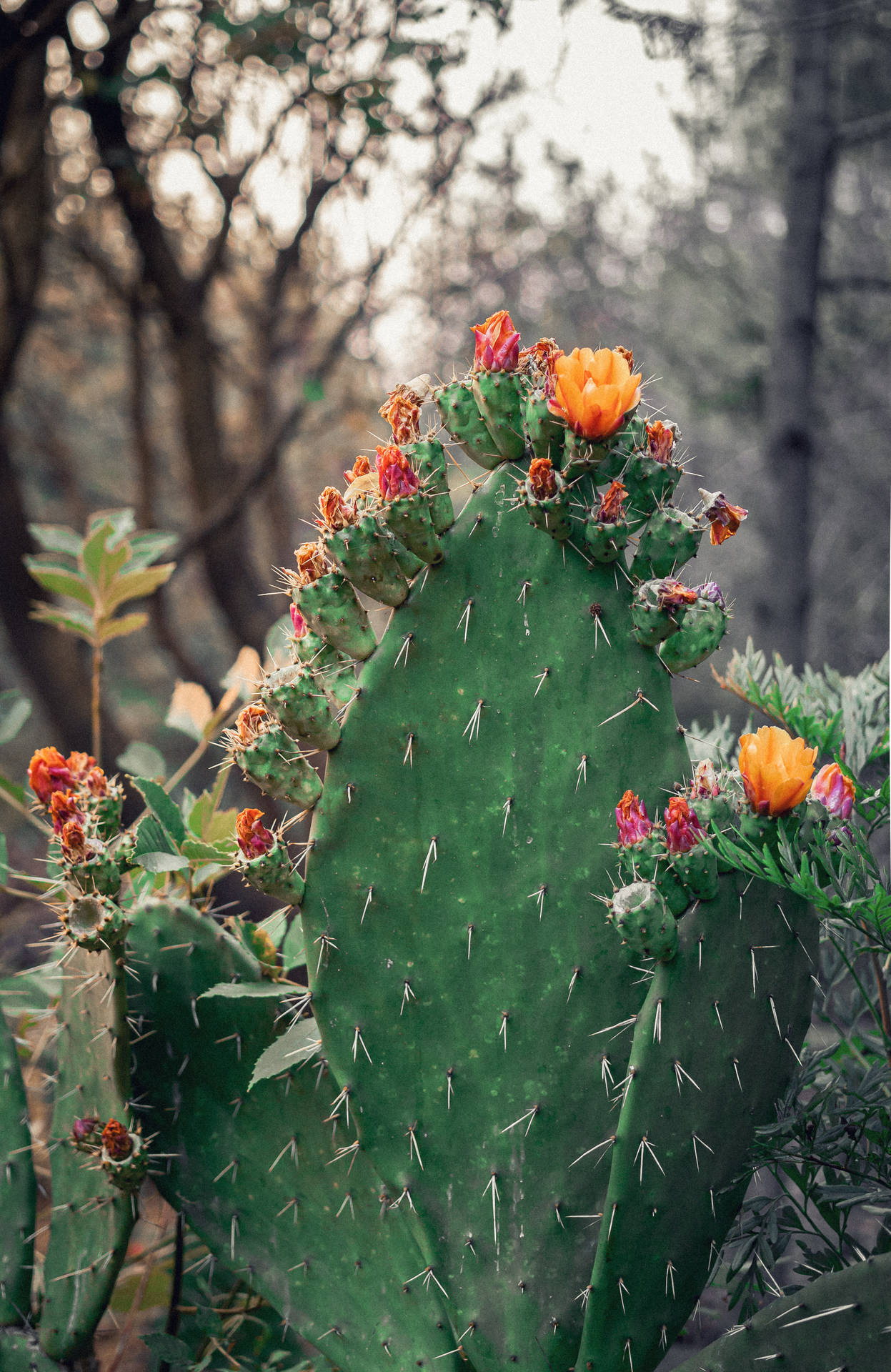 3772X5807 Cactus Wallpaper and Background
