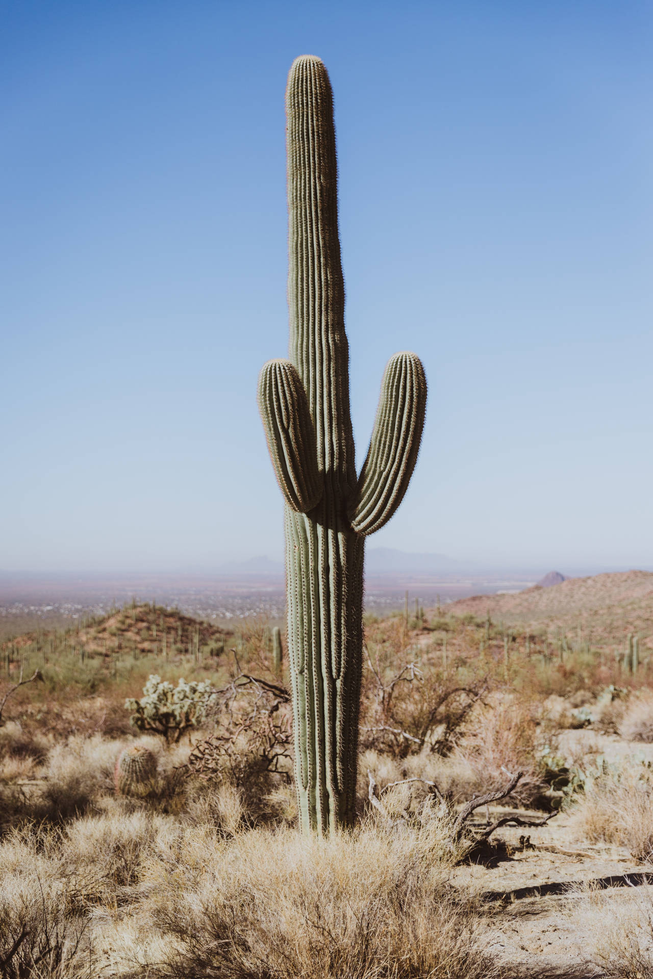 4160X6240 Cactus Wallpaper and Background