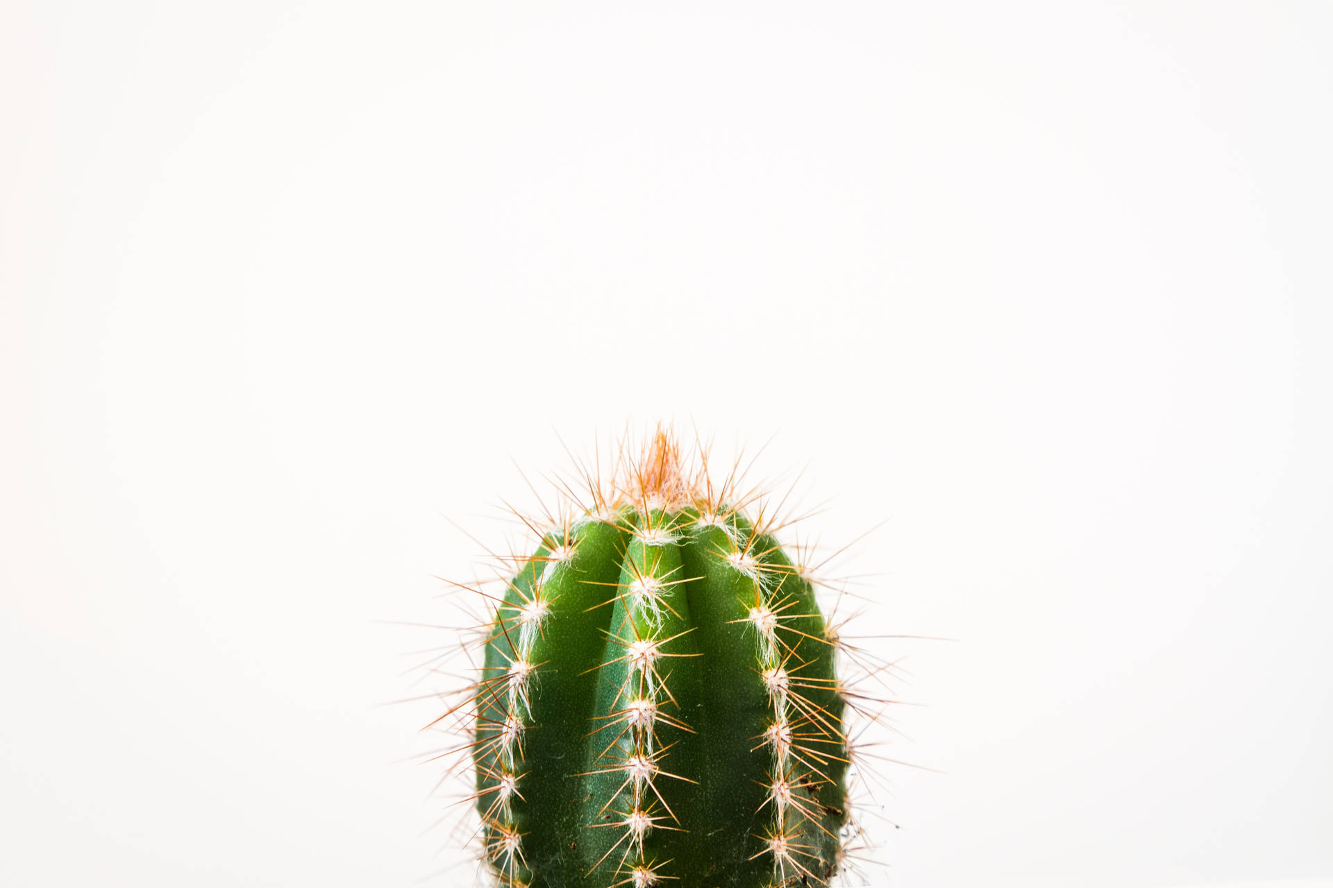 4630X3086 Cactus Wallpaper and Background