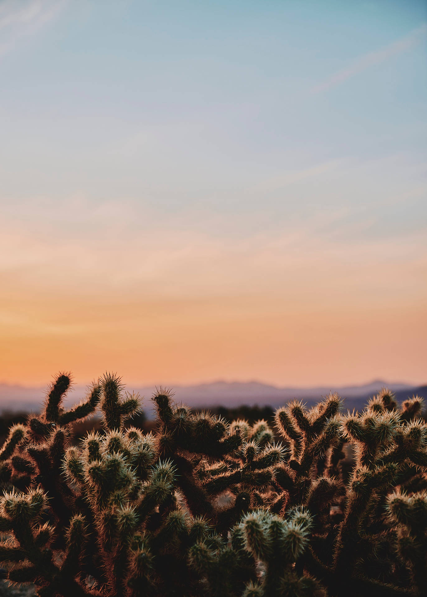 4802X6722 Cactus Wallpaper and Background