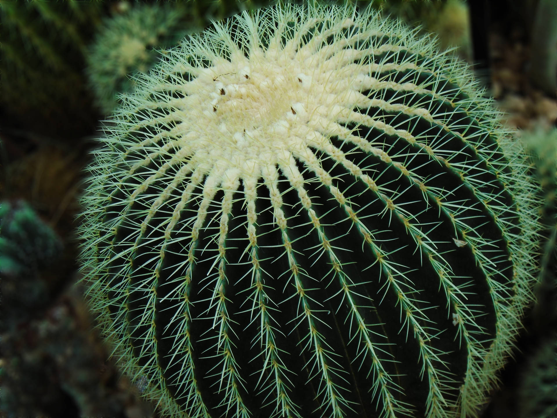 5152X3864 Cactus Wallpaper and Background