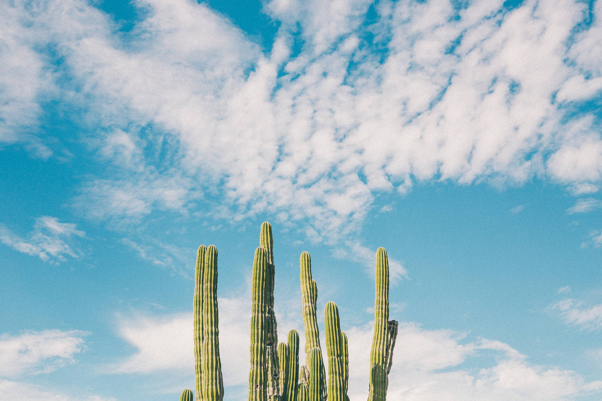 5472X3648 Cactus Wallpaper and Background
