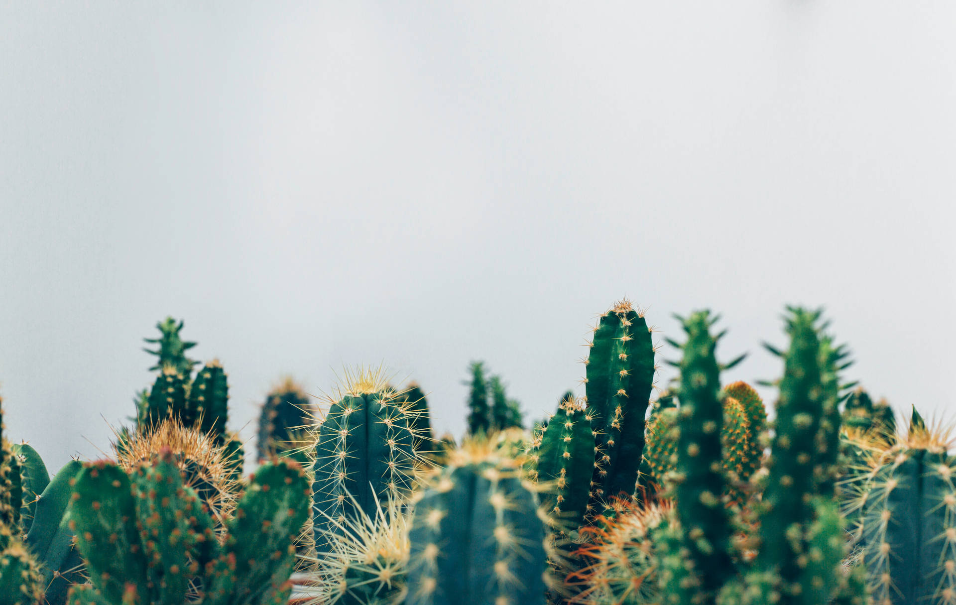 5760X3646 Cactus Wallpaper and Background