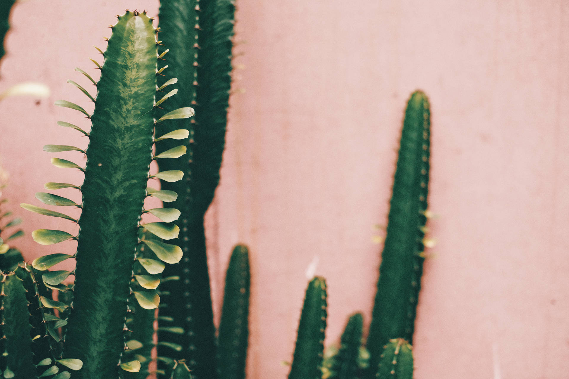 6123X4082 Cactus Wallpaper and Background